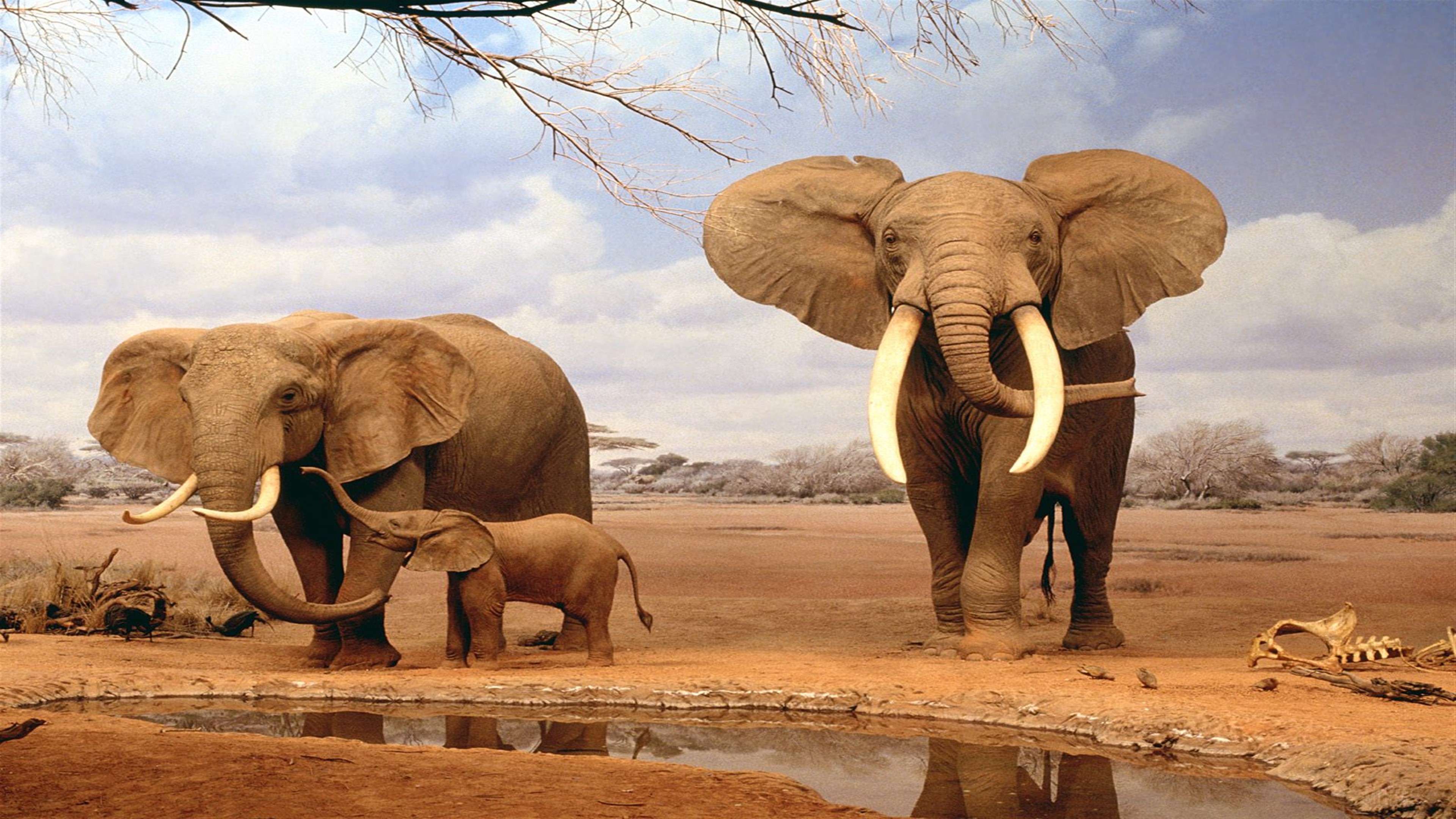 Elephants and Calf at Watering Hole 4K HD Wallpaper