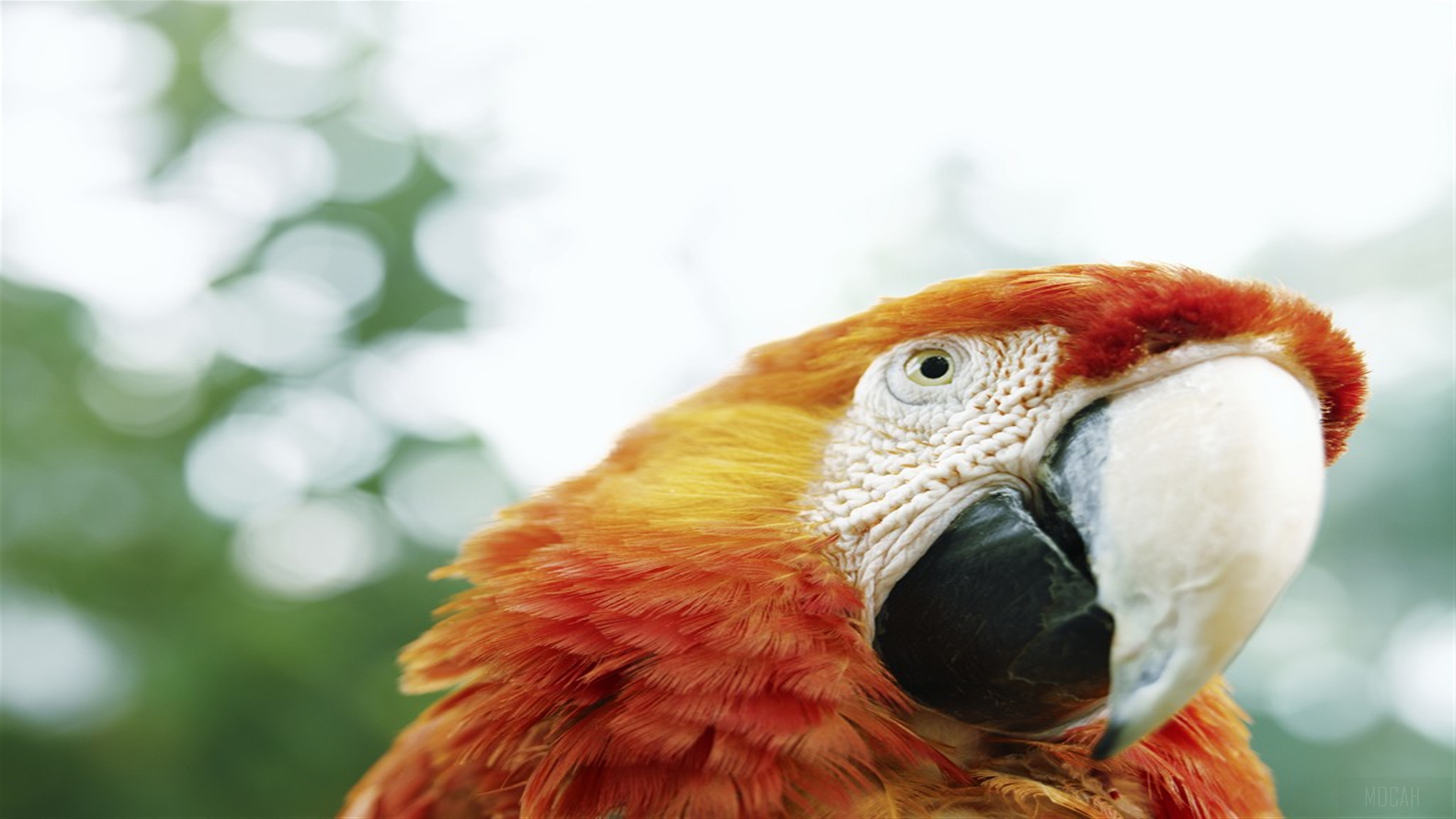 Close-up of a Scarlet Macaw parrot HD Wallpaper
