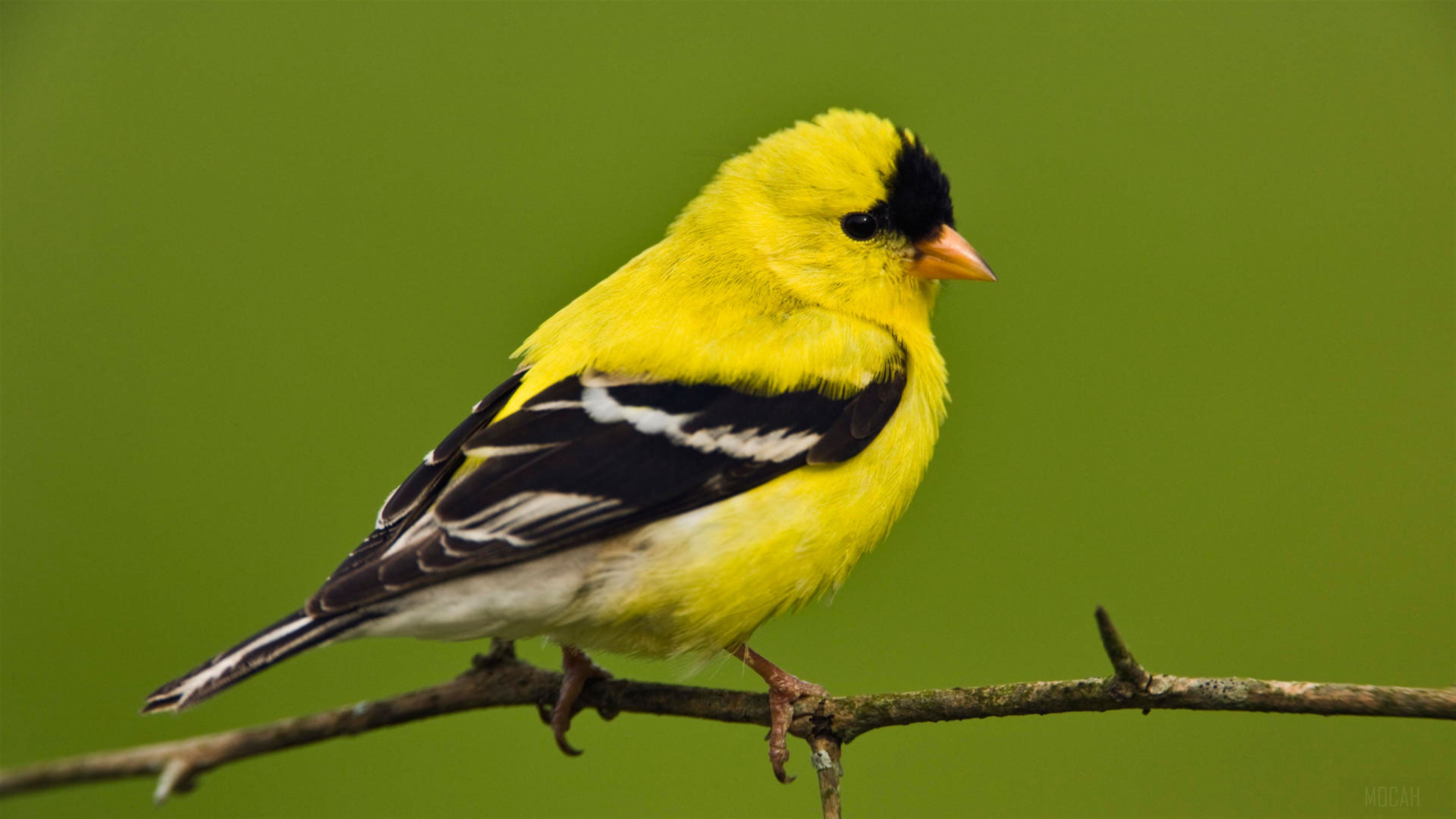 American Goldfinch HD Wallpaper