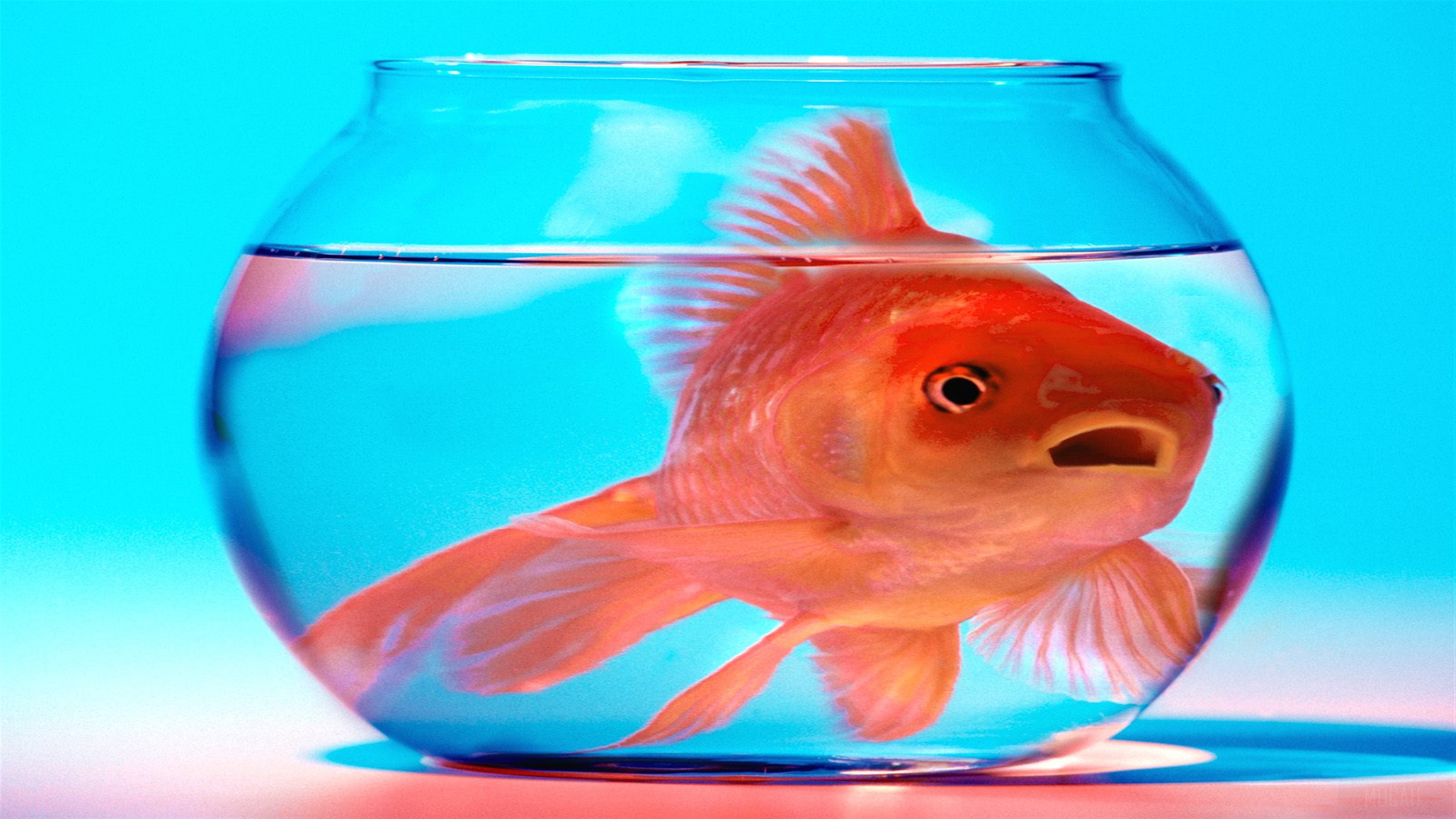 Goldfish in a bowl HD Wallpaper