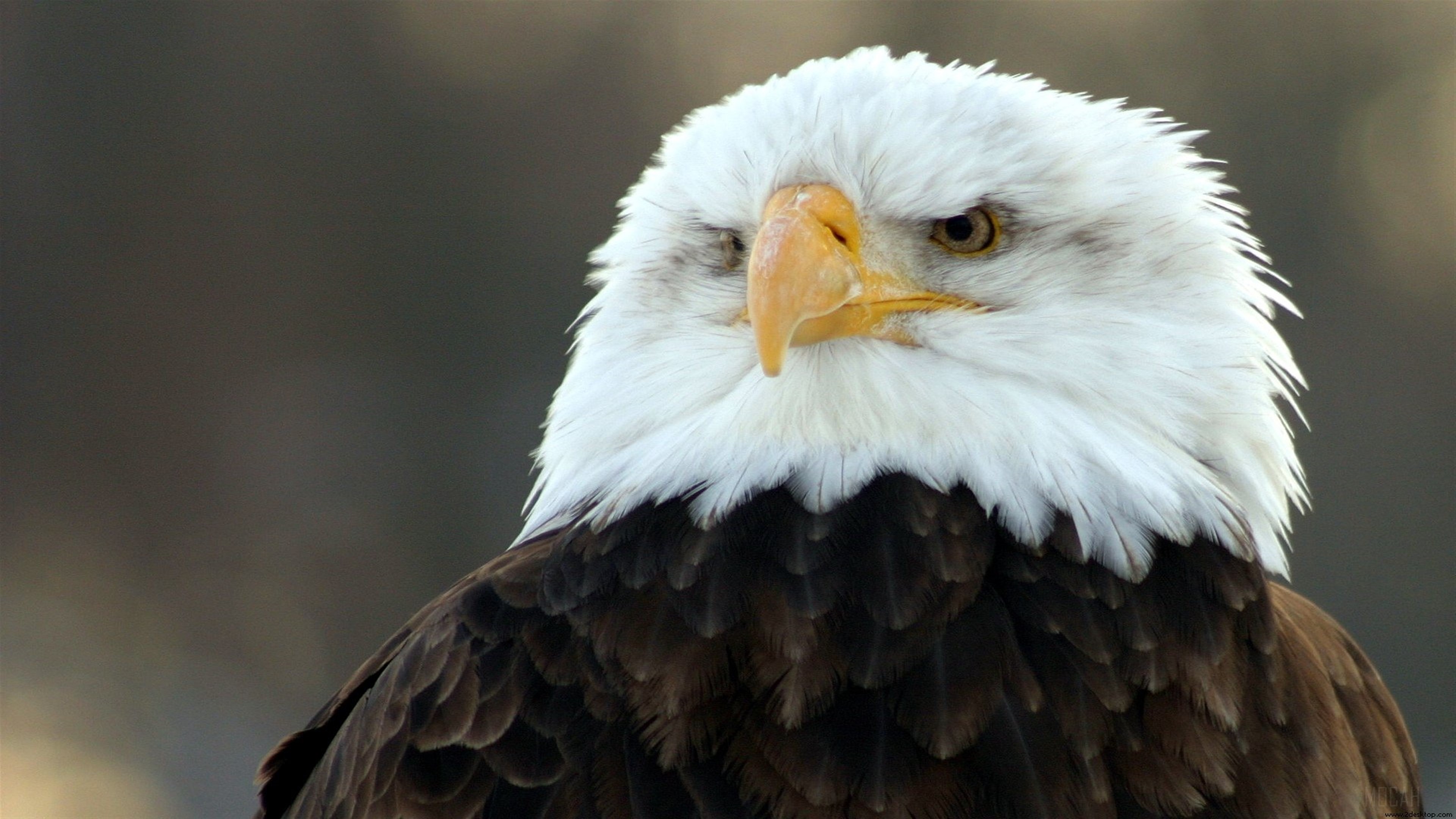 Bald Eagle Close-up 4K HD Wallpaper