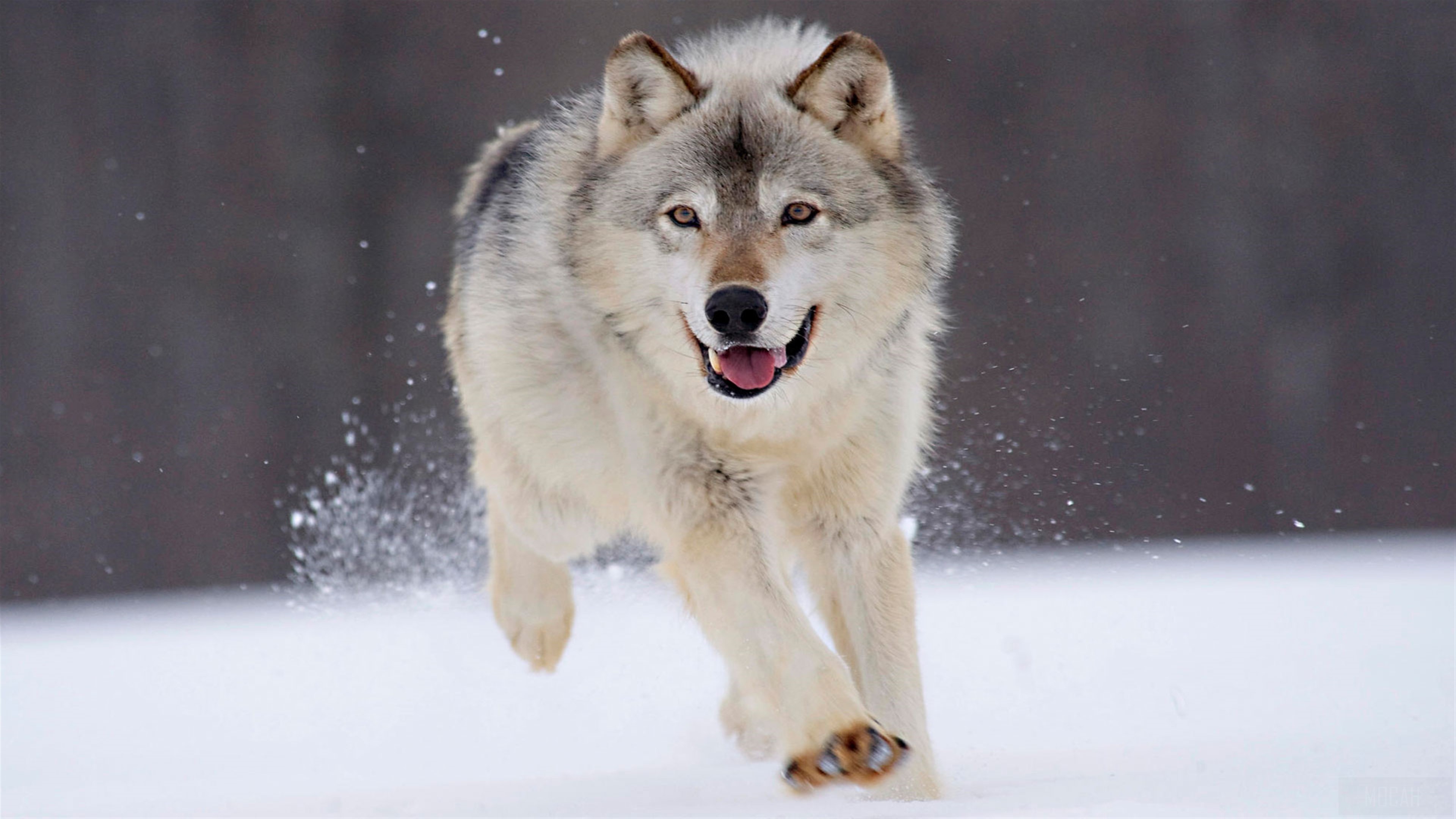 Gray Wolf Running in Snow 4K HD Wallpaper