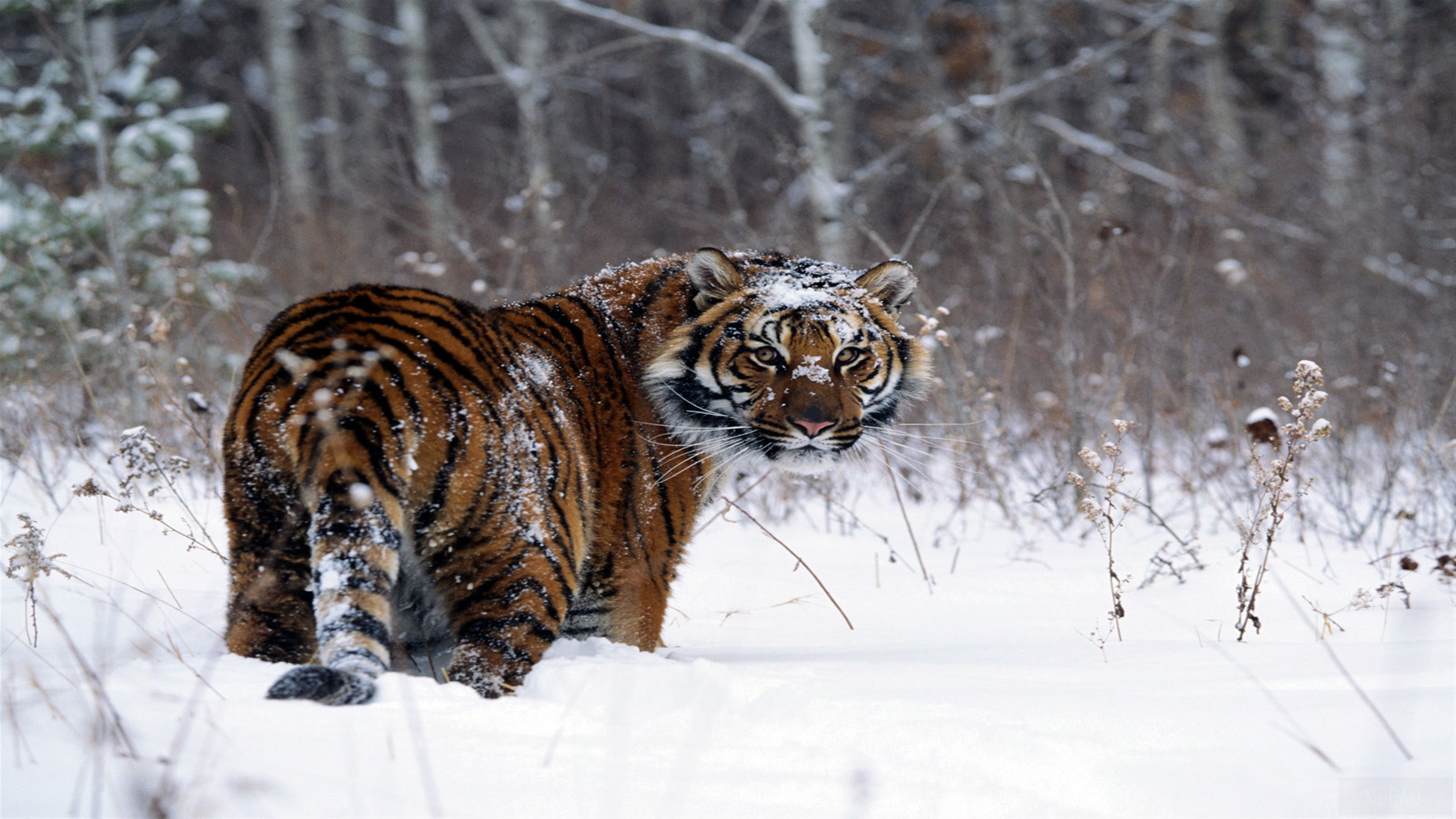Tiger in Snow HD Wallpaper