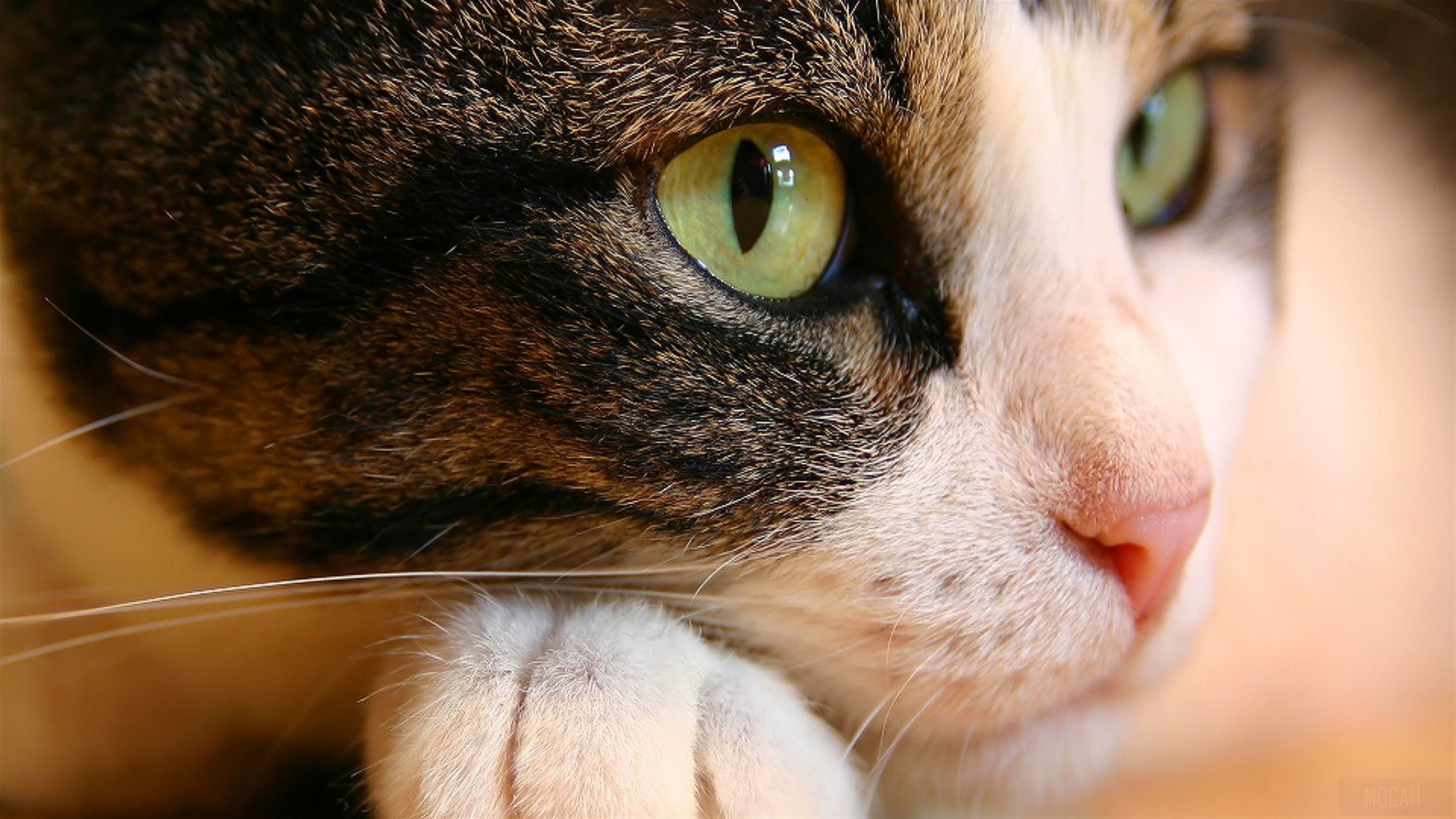 Close-up of a cat's green eyes and nose HD Wallpaper