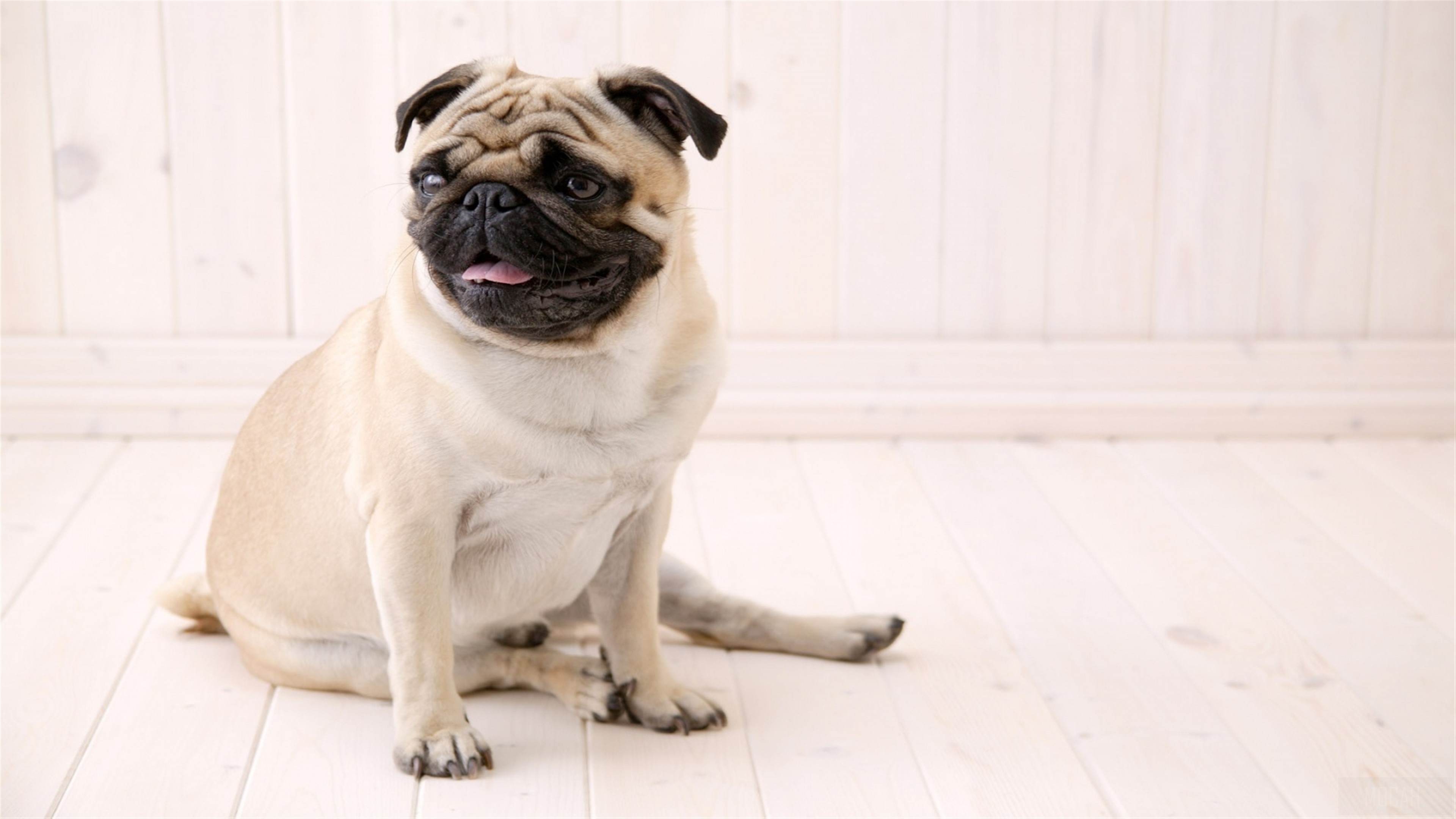 Sitting Pug HD Wallpaper