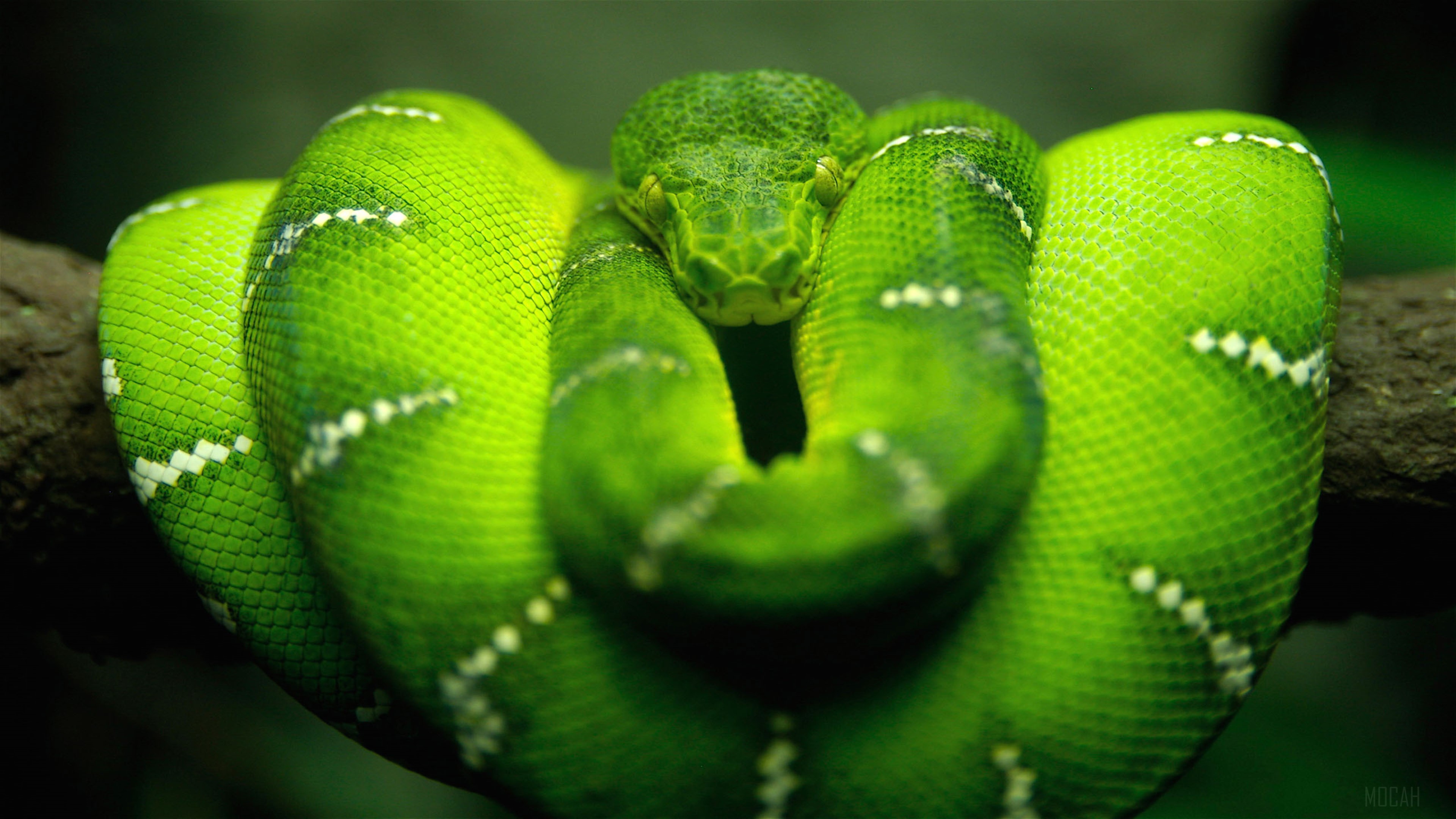 Emerald Tree Boa 4K HD Wallpaper