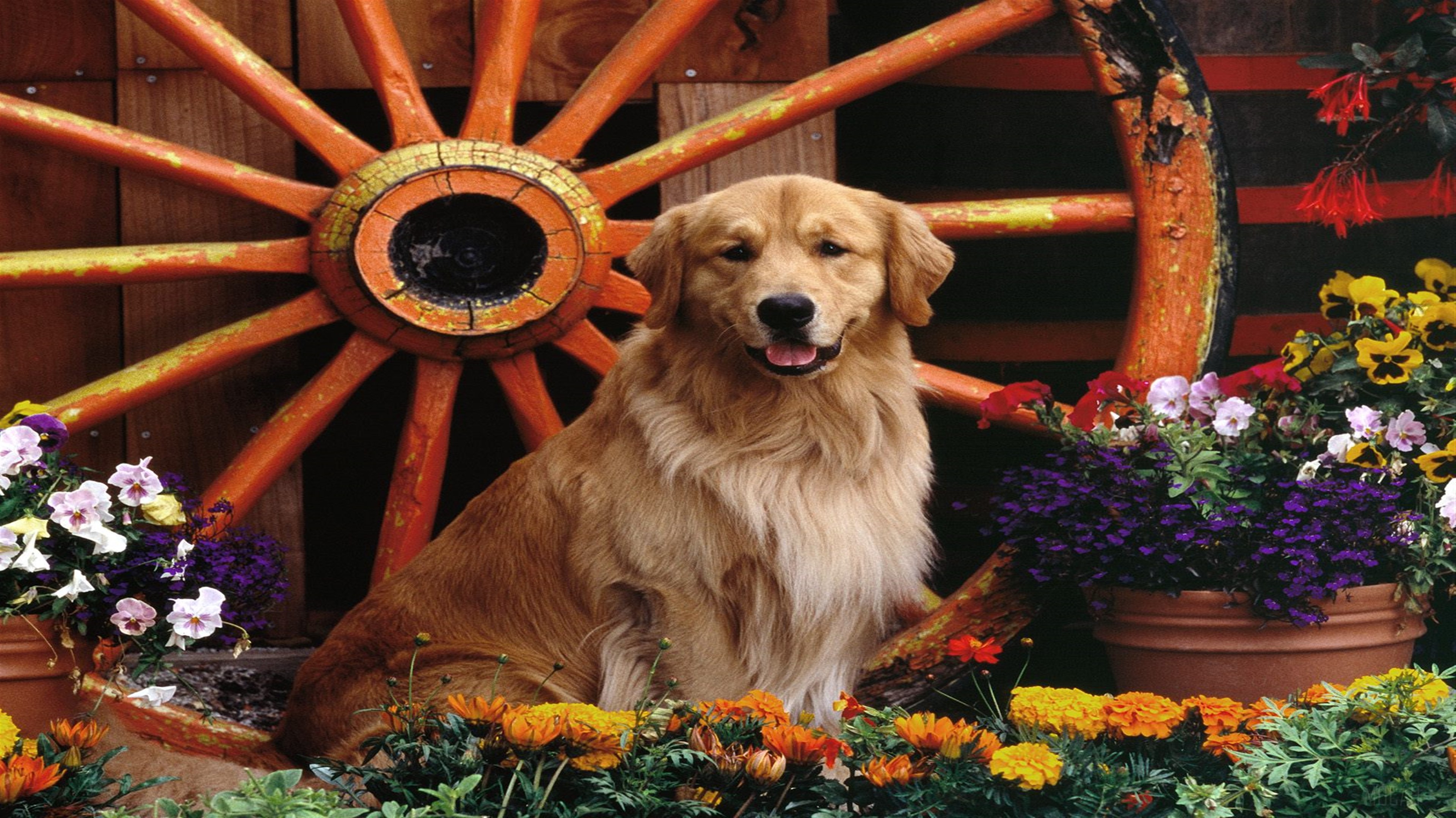 Golden Retriever dog by wagon wheel and flowers 4K HD Wallpaper