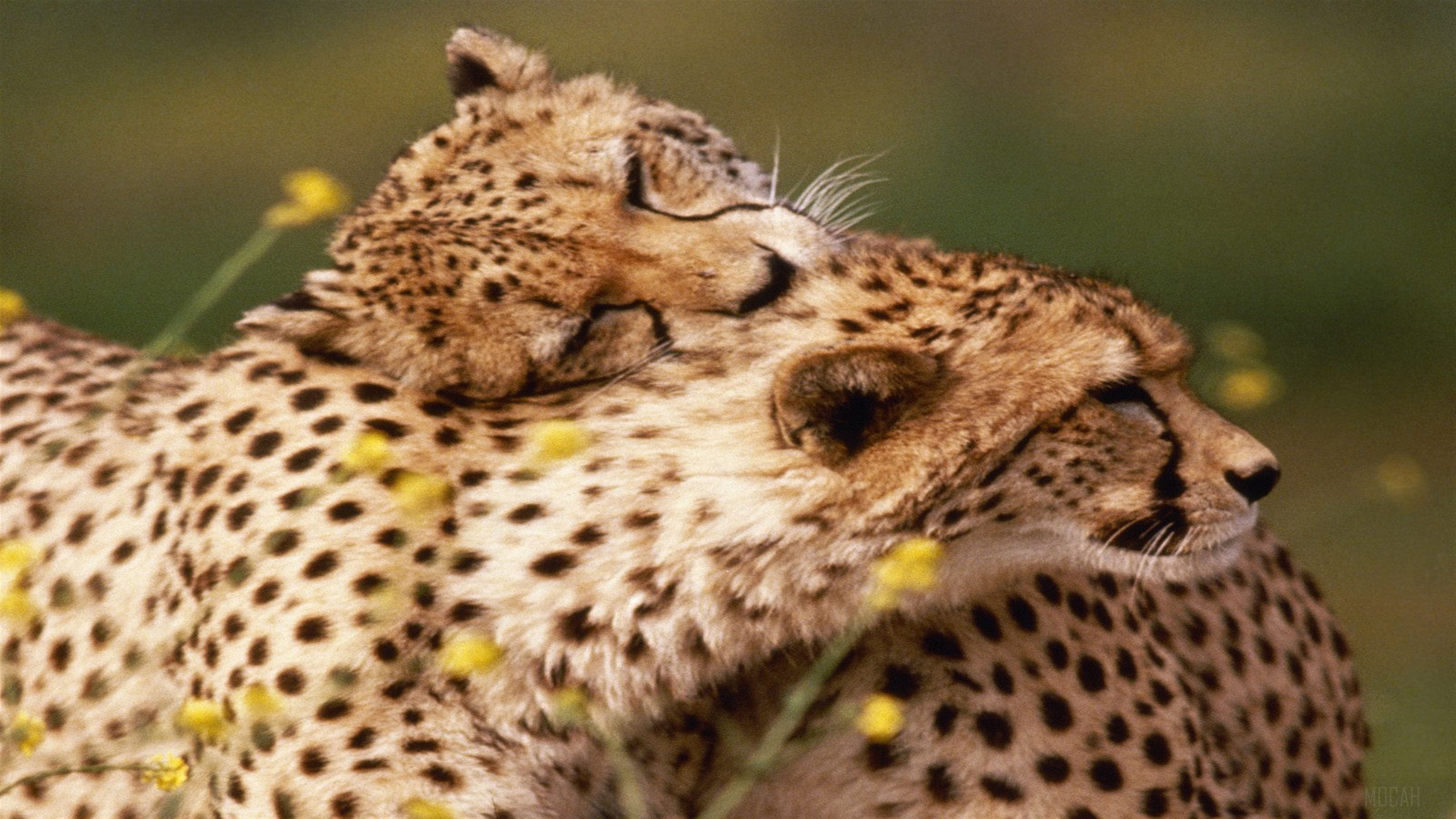 Affectionate Cheetahs HD Wallpaper