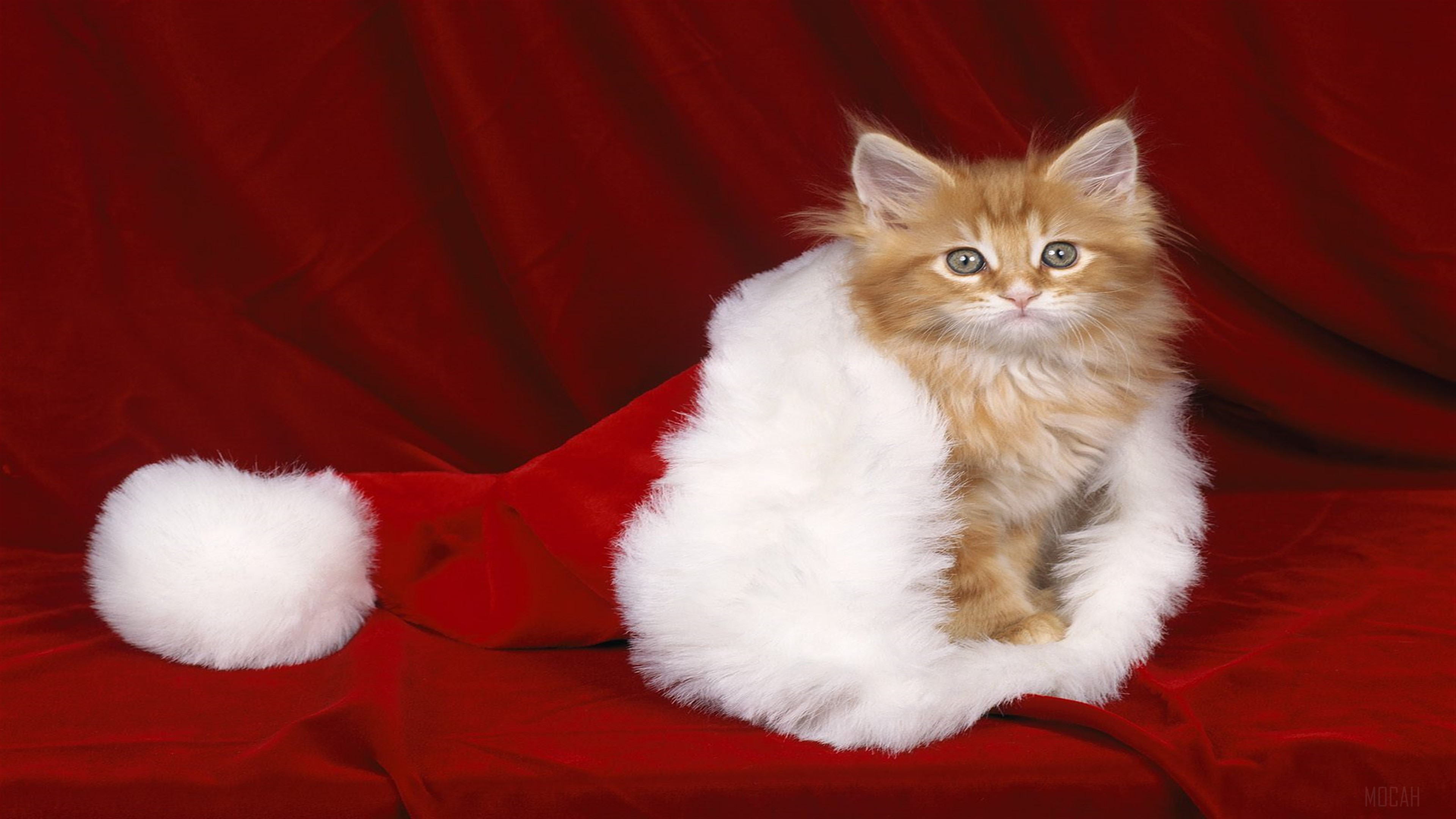 Kitten in Santa Hat 4K HD Wallpaper