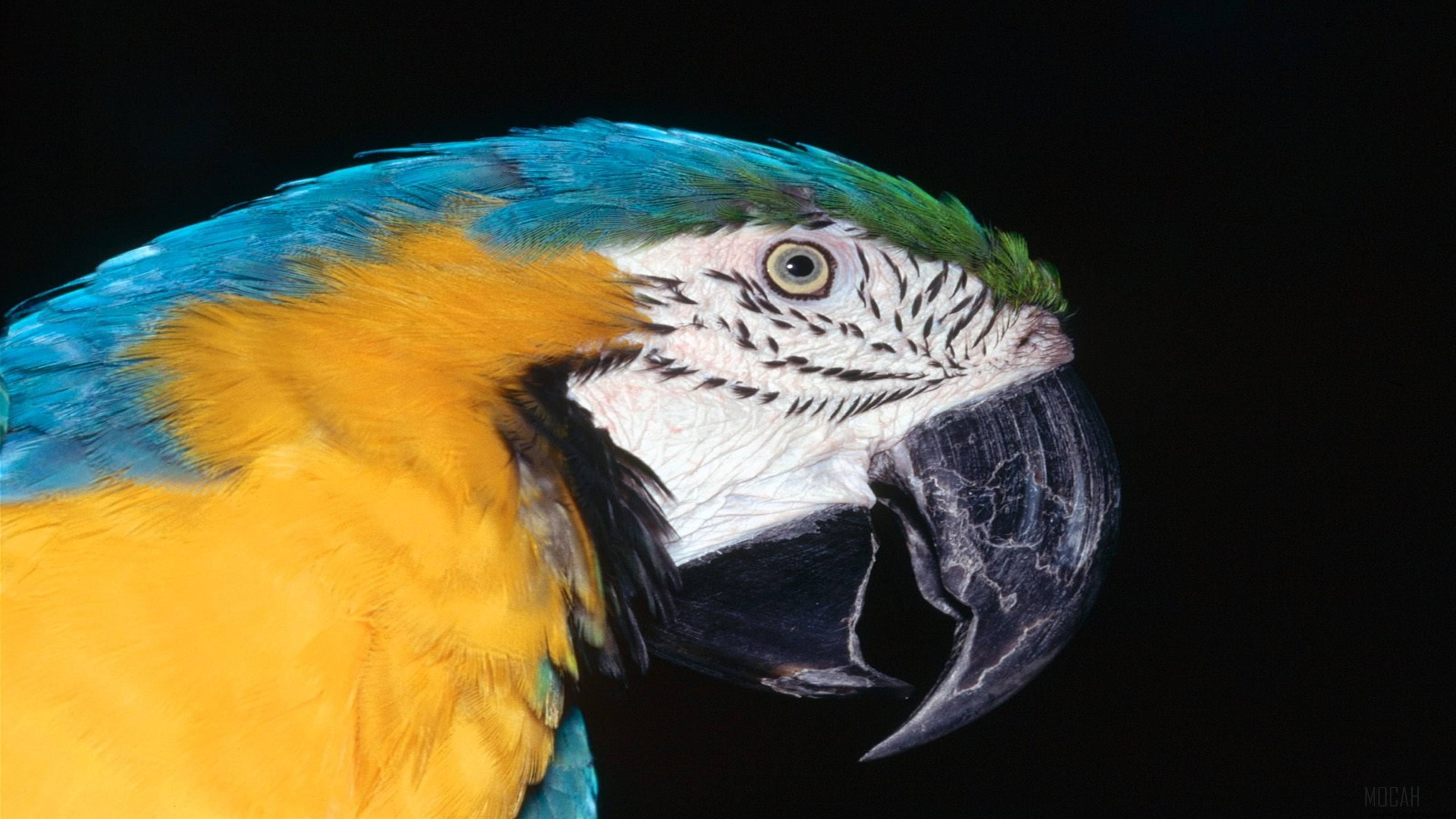 Blue and Yellow Macaw HD Wallpaper