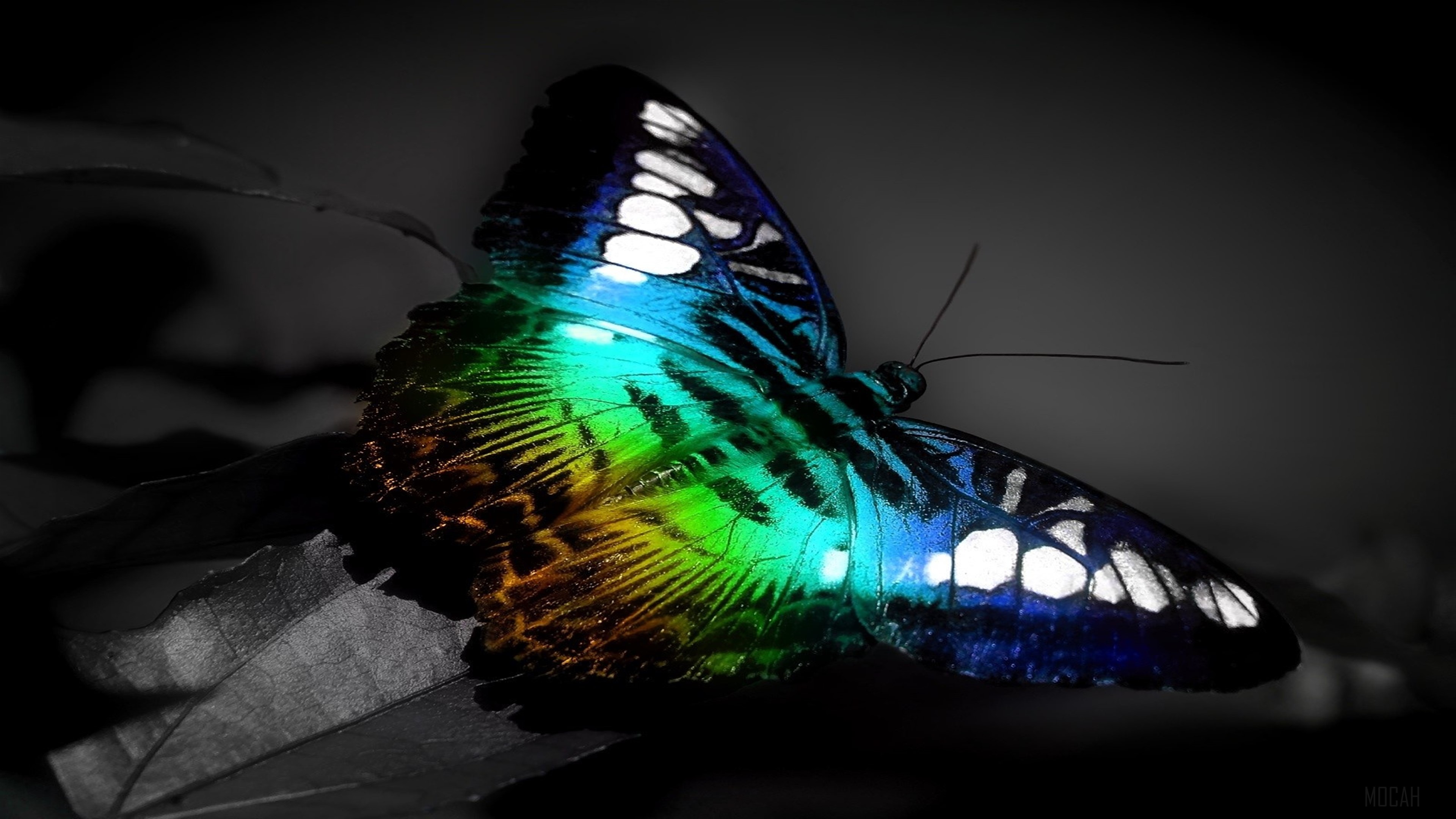 Colorful Butterfly HD Wallpaper