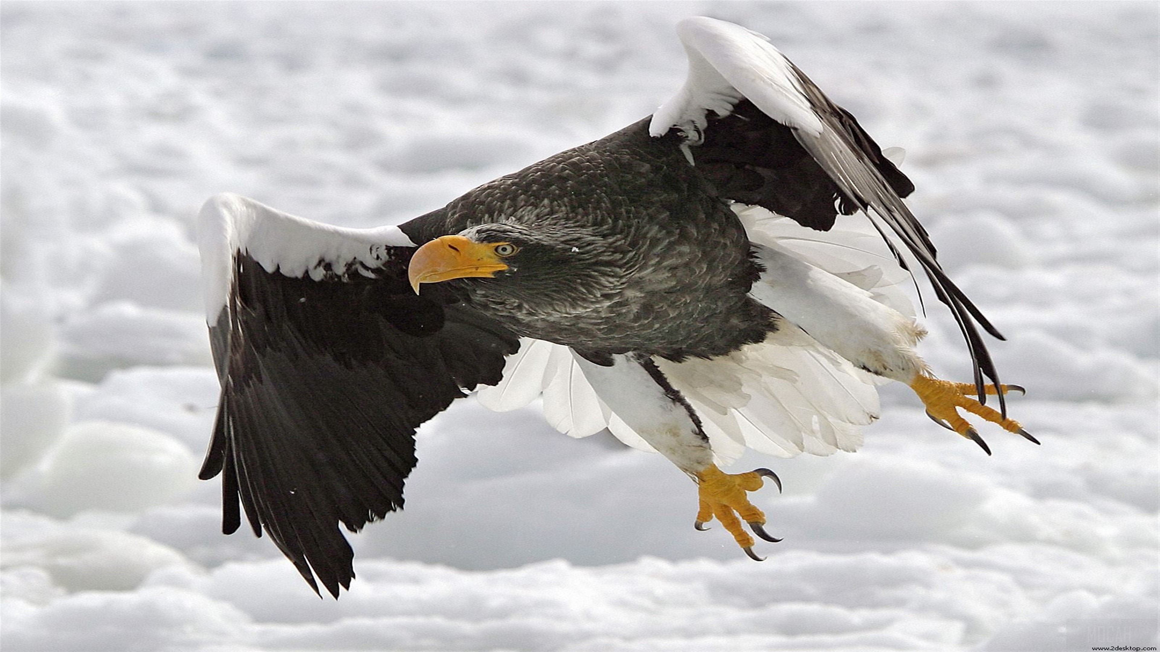 Stellers Sea Eagle in flight over ice HD Wallpaper