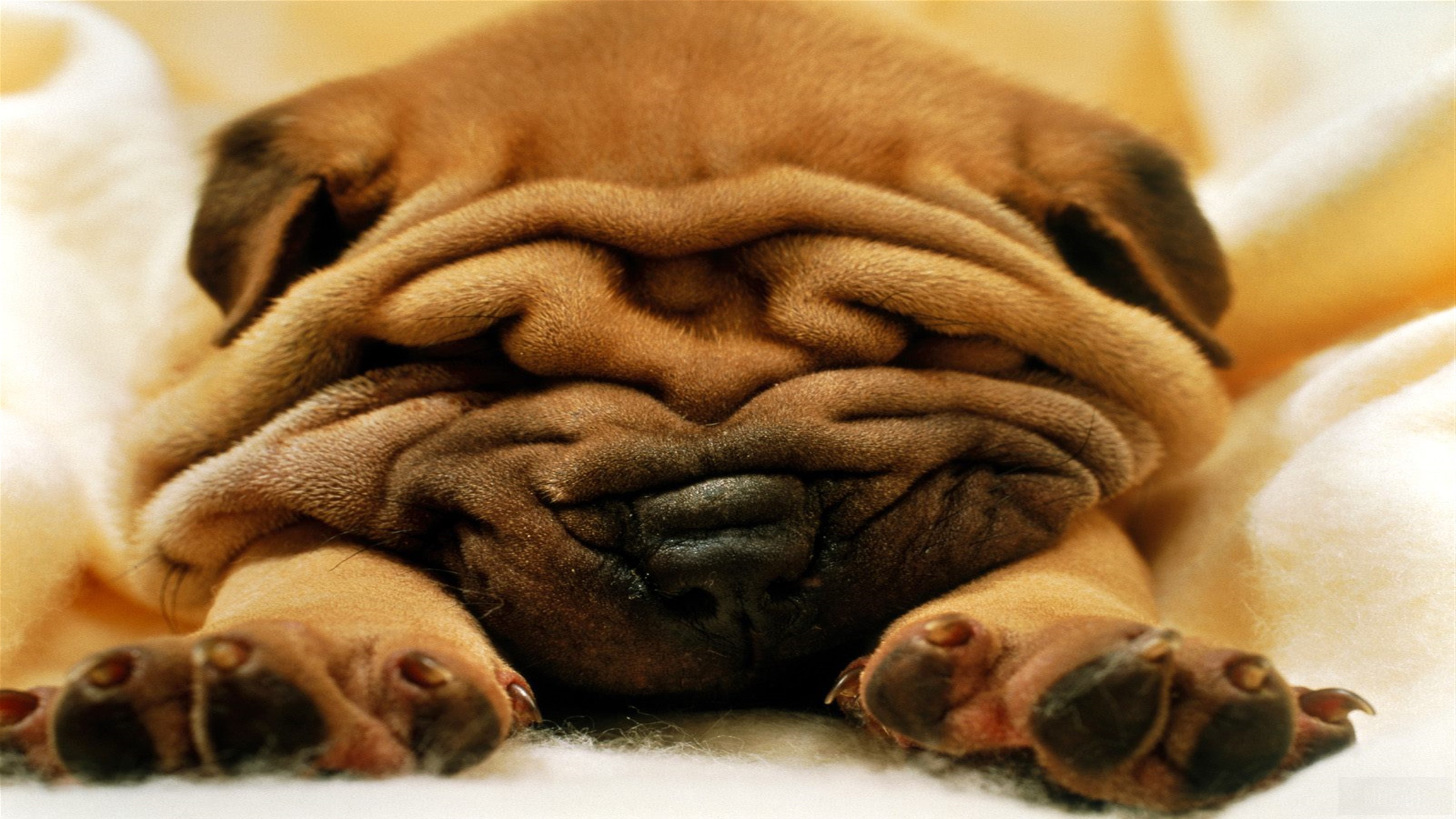 Mr. Wrinkles the Shar-Pei puppy HD Wallpaper