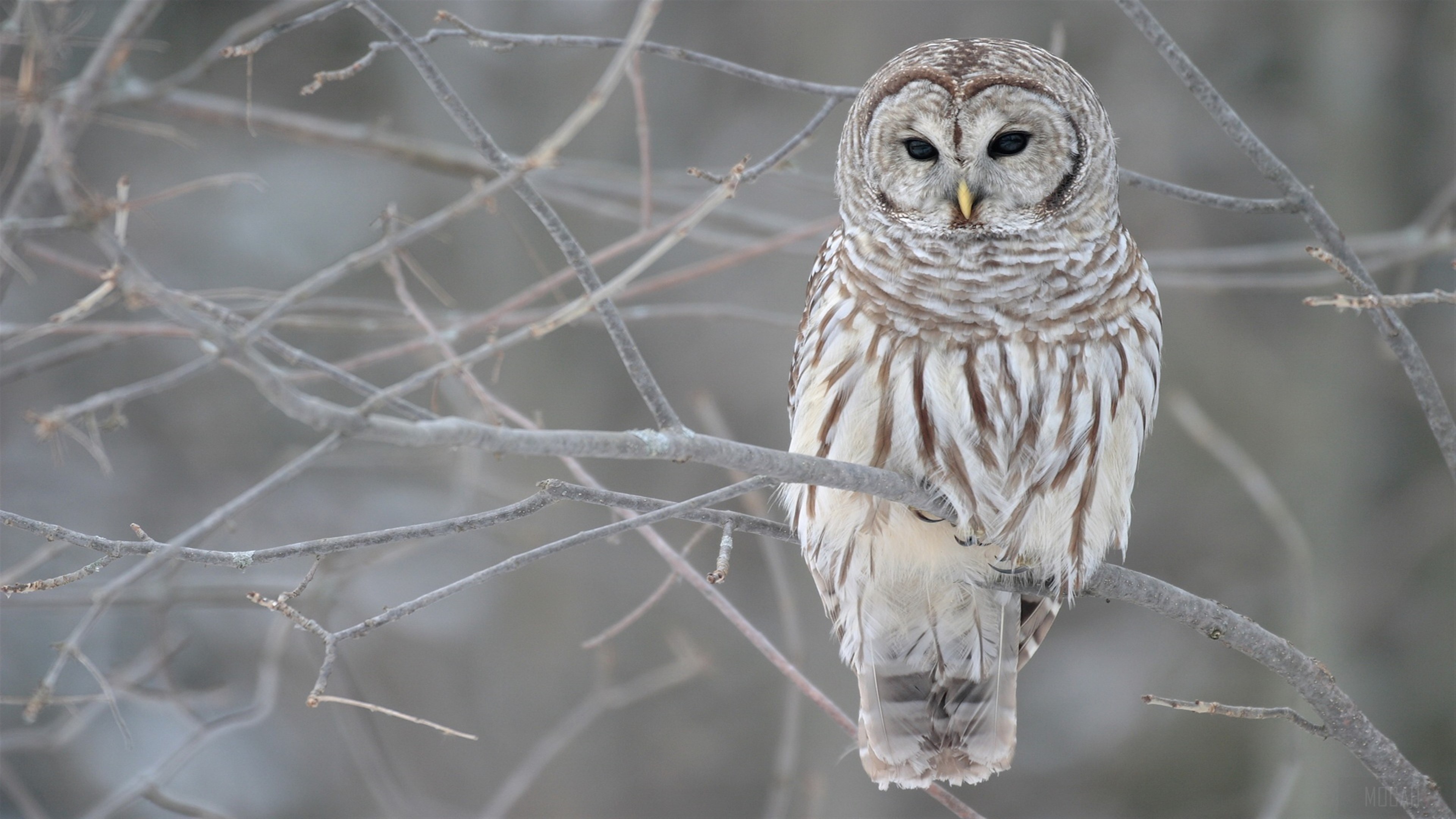 Barred Owl perched on a tree branch HD Wallpaper