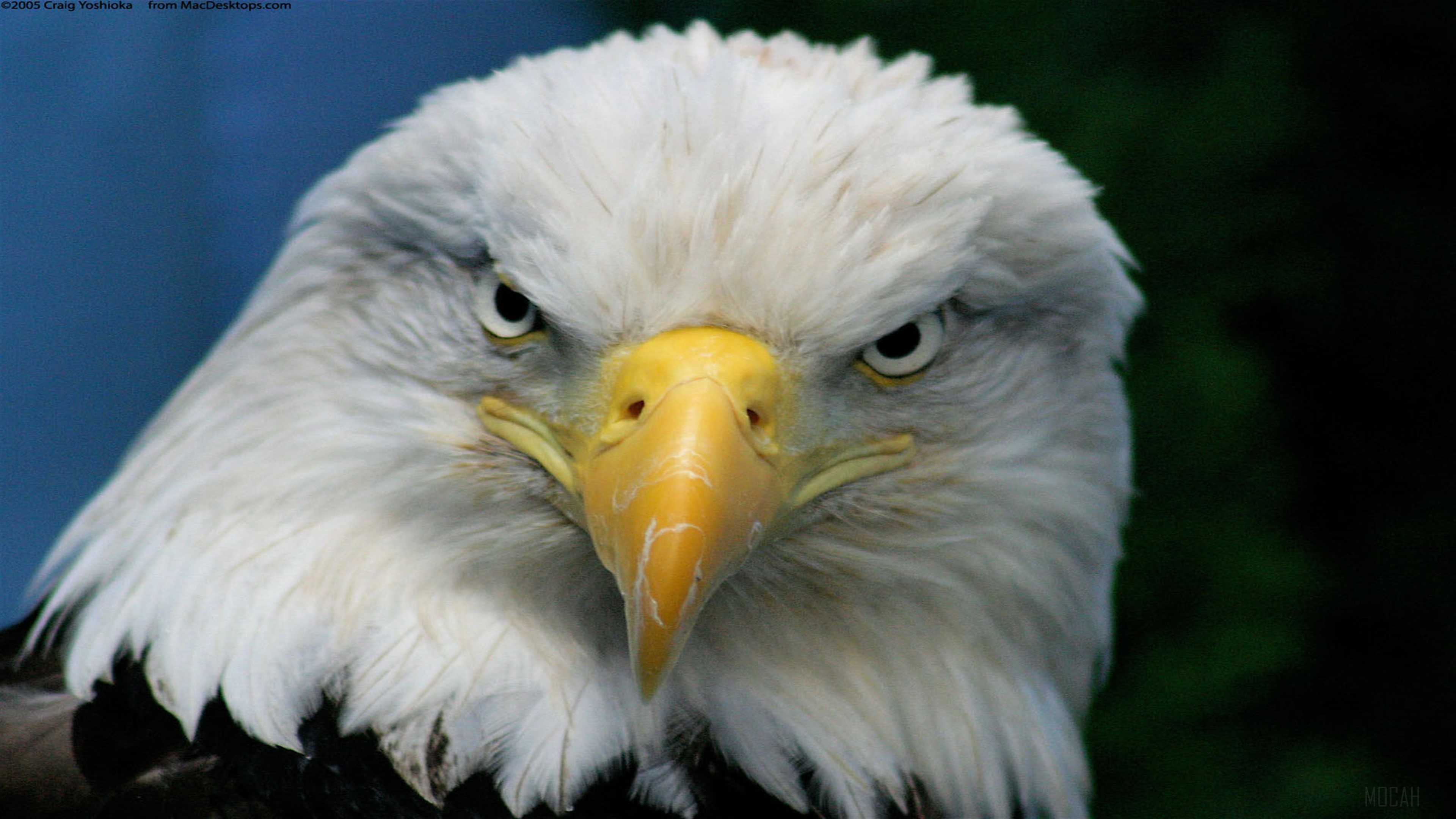 Bald Eagle HD Wallpaper