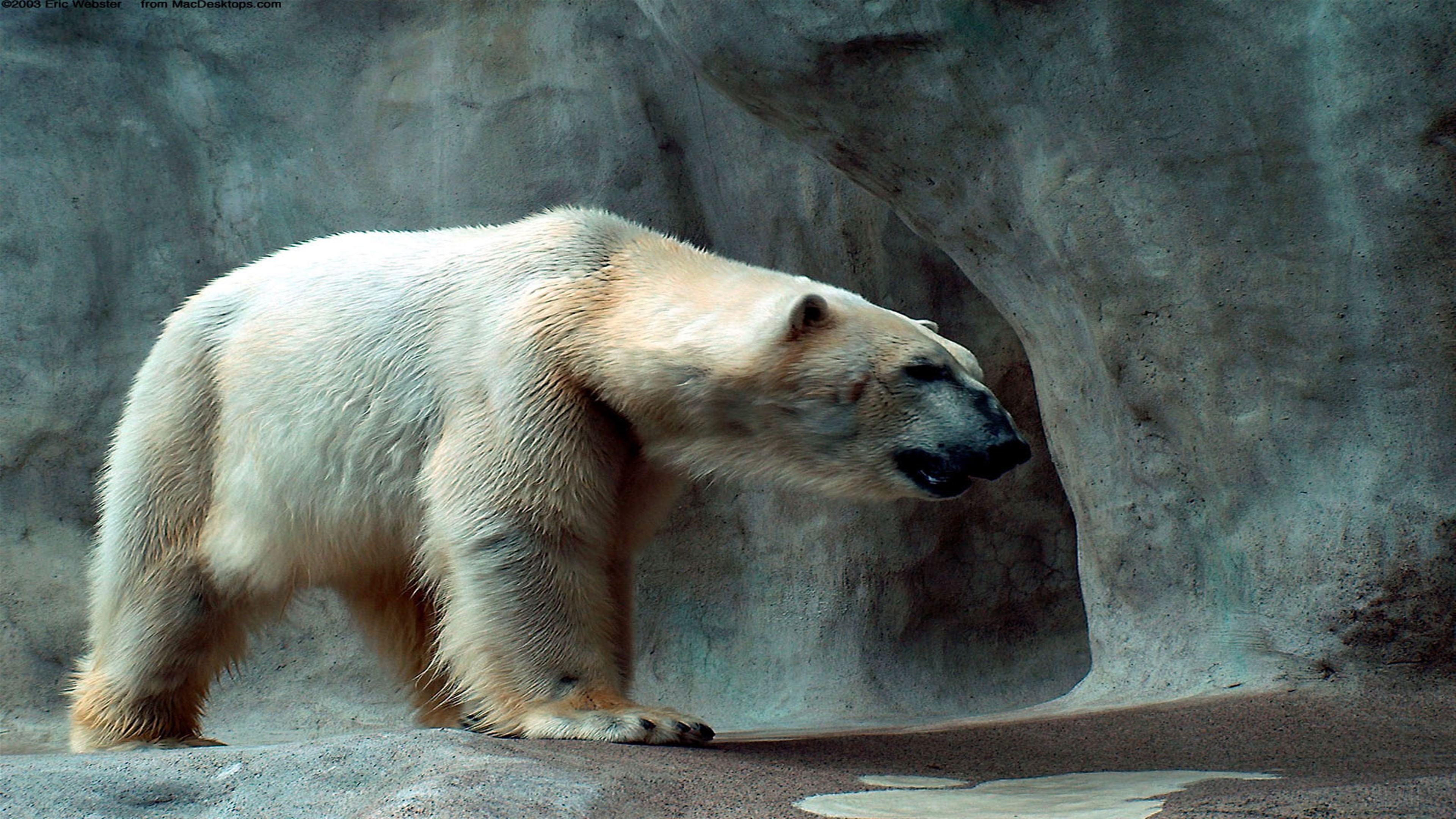 Polar Bear HD Wallpaper
