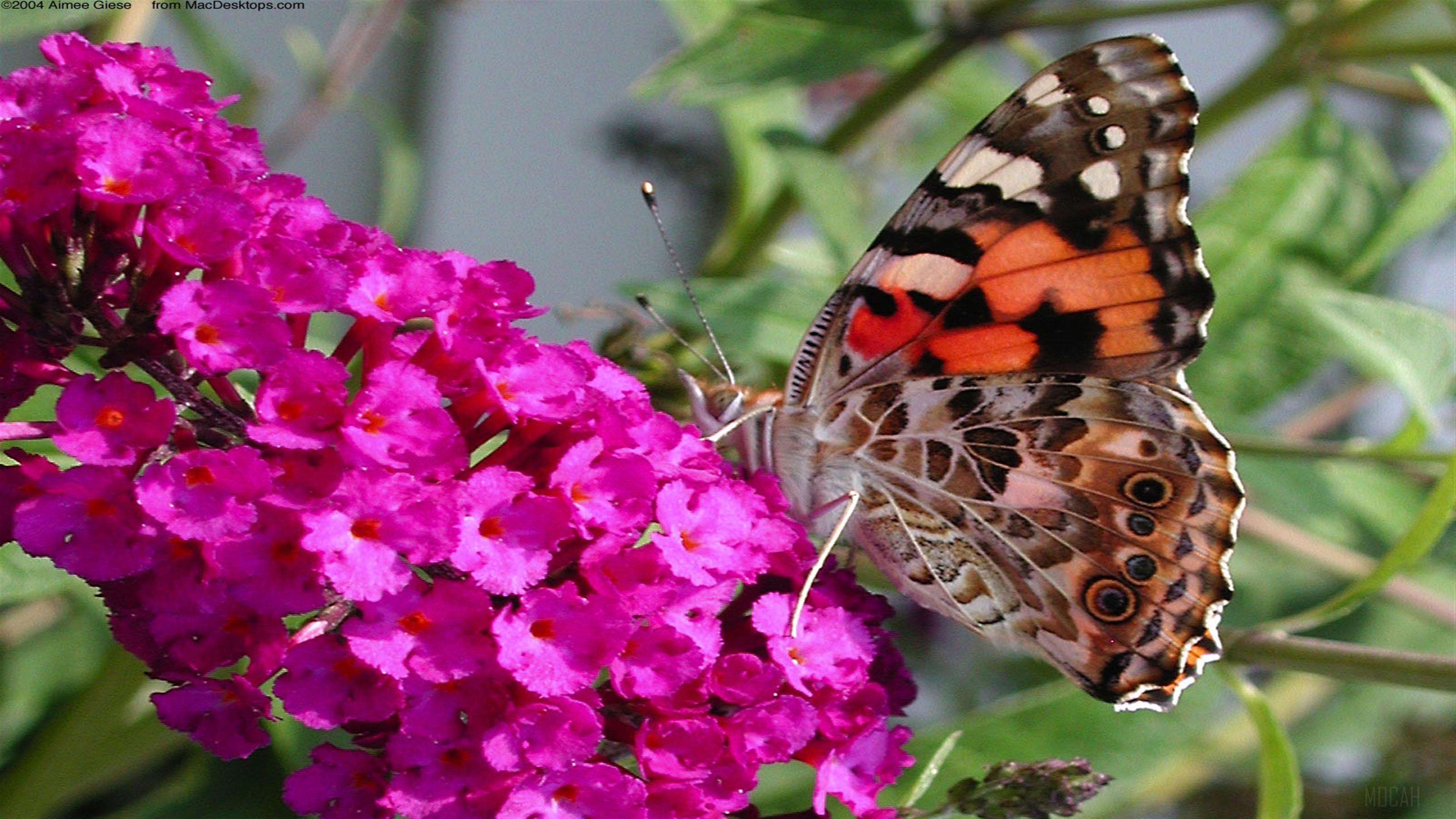 A Painted Lady Butterfly on a Purple Flower 4K HD Wallpaper