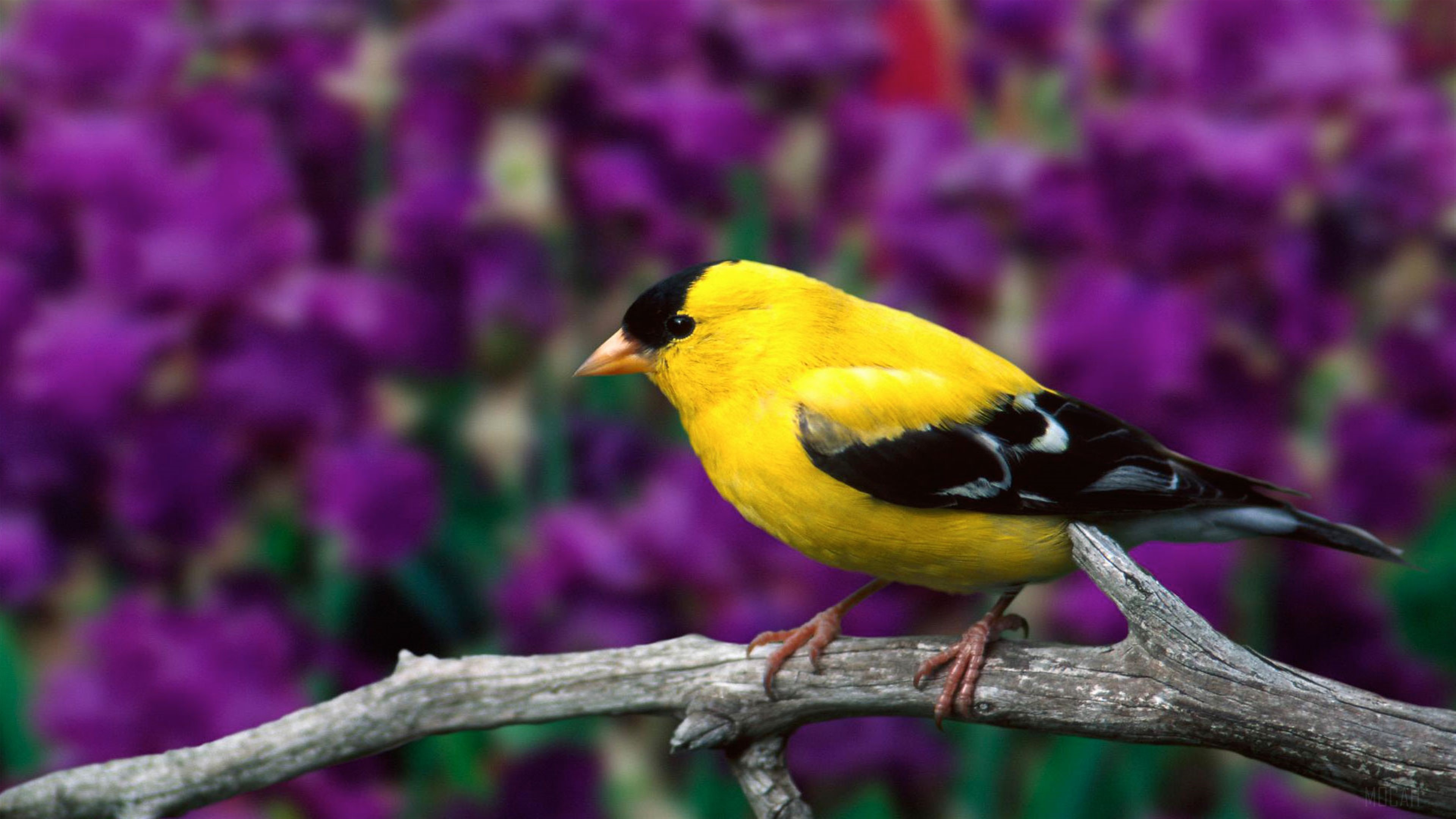 Male American Goldfinch HD Wallpaper