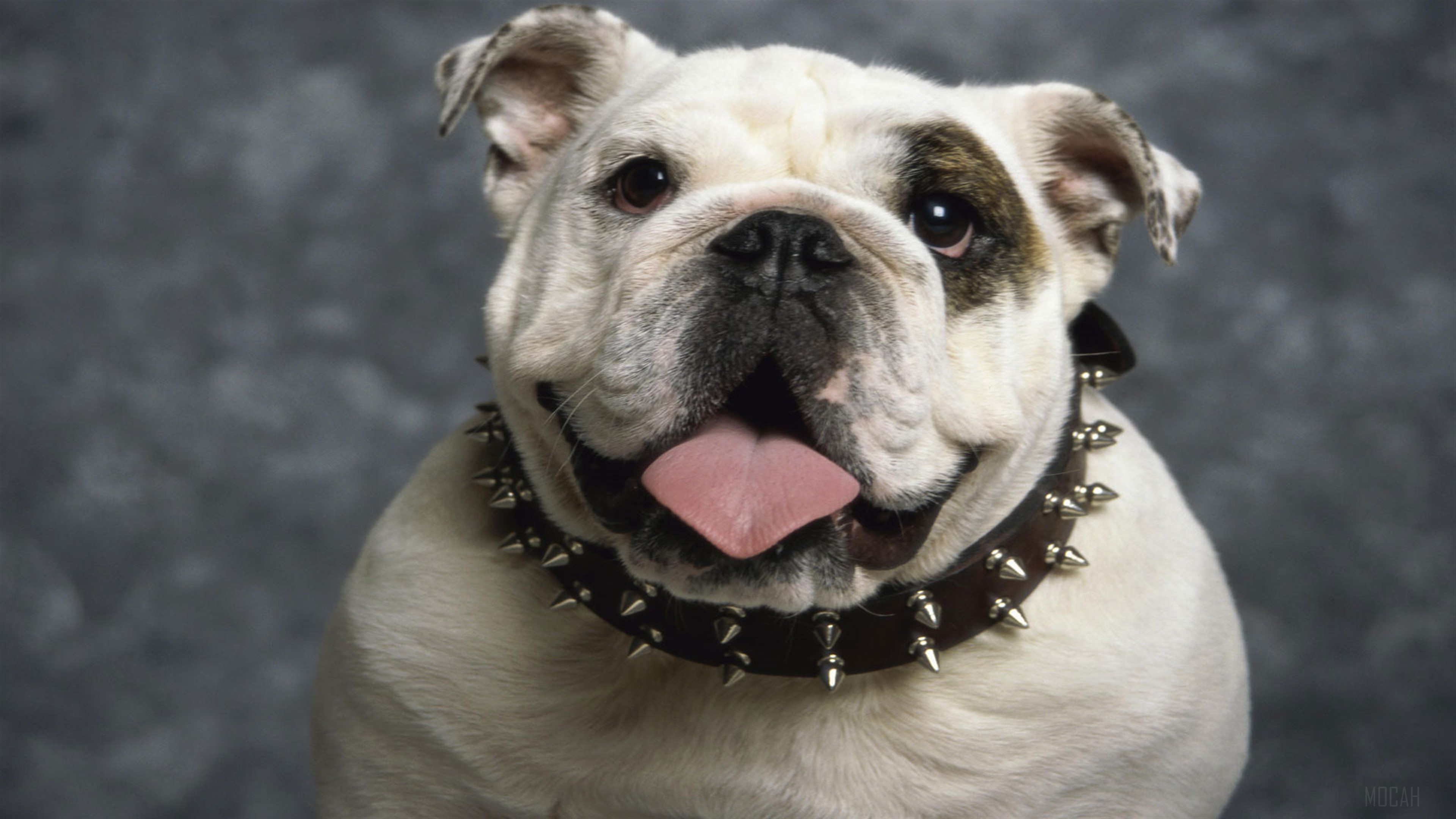 English Bulldog wearing a spiked collar HD Wallpaper