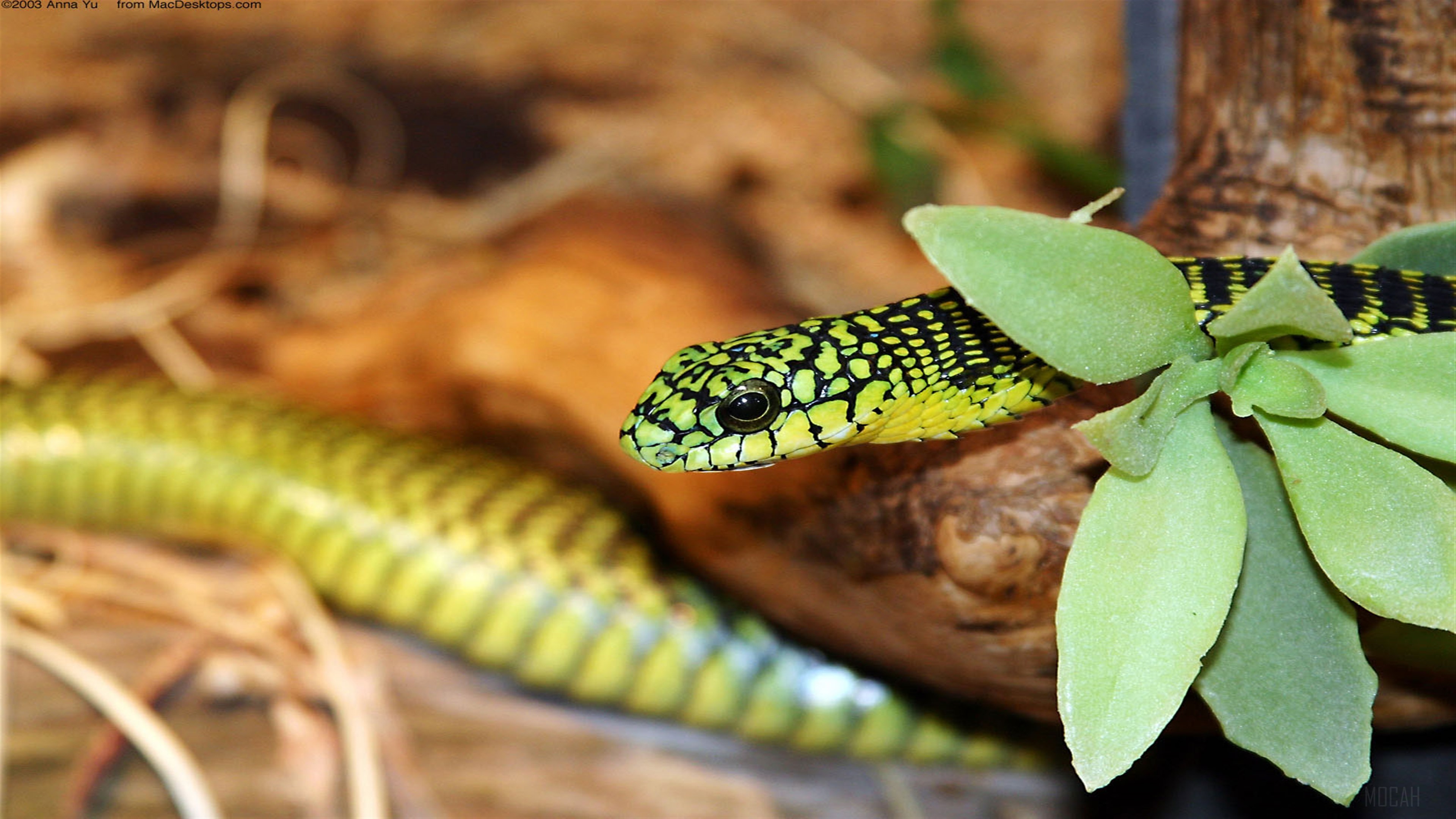 Green snake with black spots on a branch HD Wallpaper
