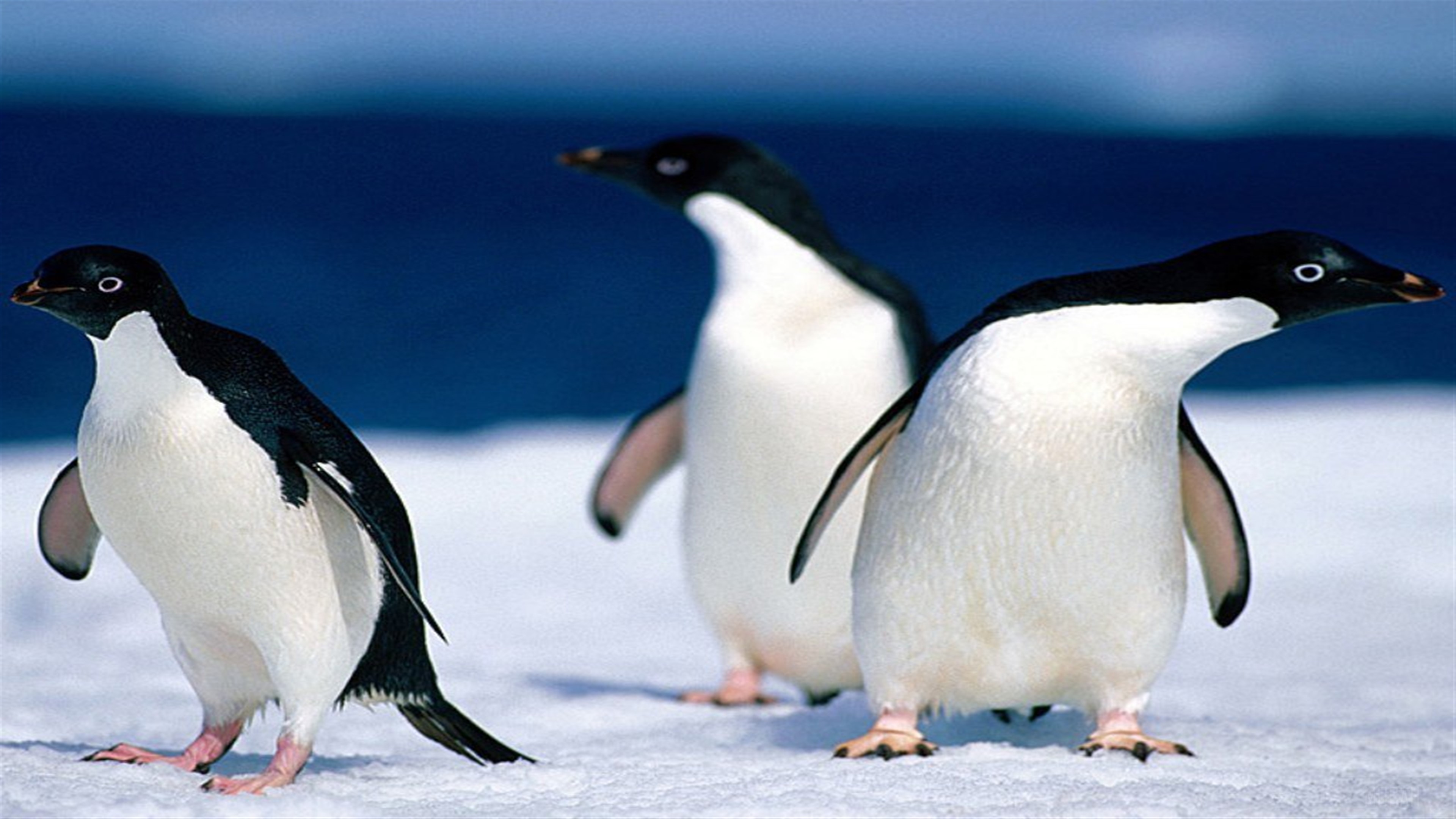Three Adelie Penguins on Ice HD Wallpaper
