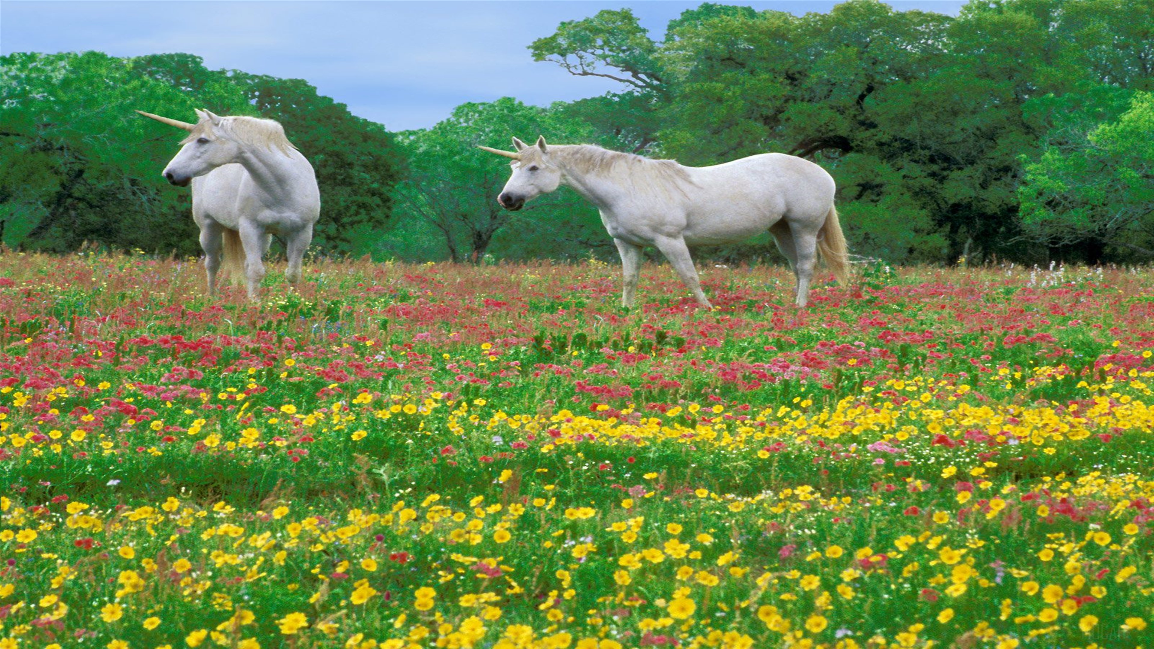 Two Unicorns in a Field of Flowers 4K HD Wallpaper