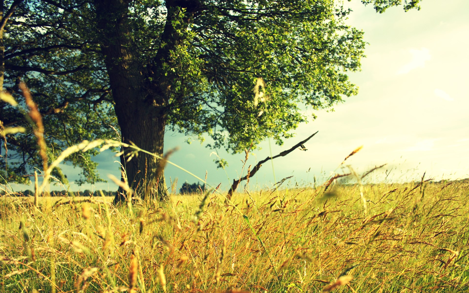 A lone tree in a grassy field under a cloudy sky HD Wallpaper