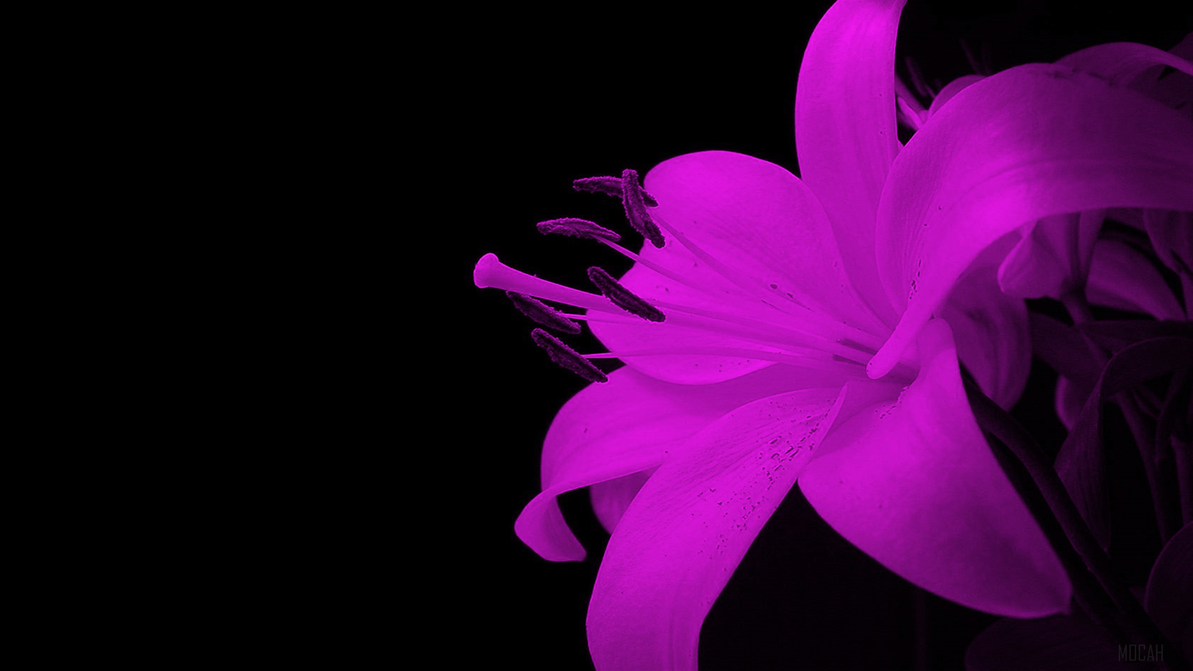 Spectacular Flower 4K HD Wallpaper