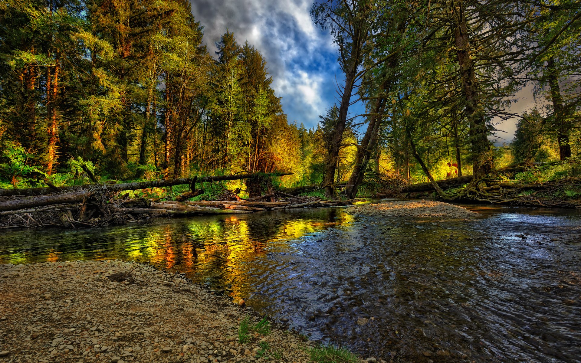 Forest stream with fallen trees and reflections HD Wallpaper