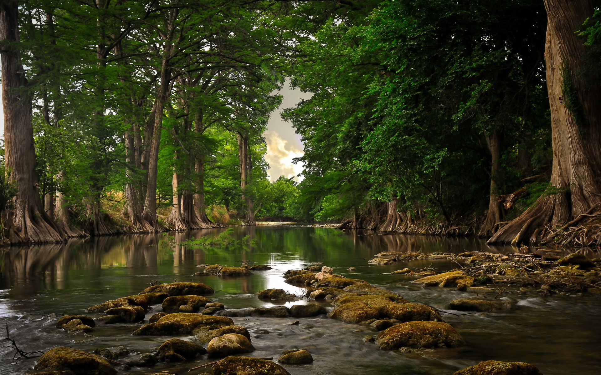 River flowing through a forest with large trees HD Wallpaper