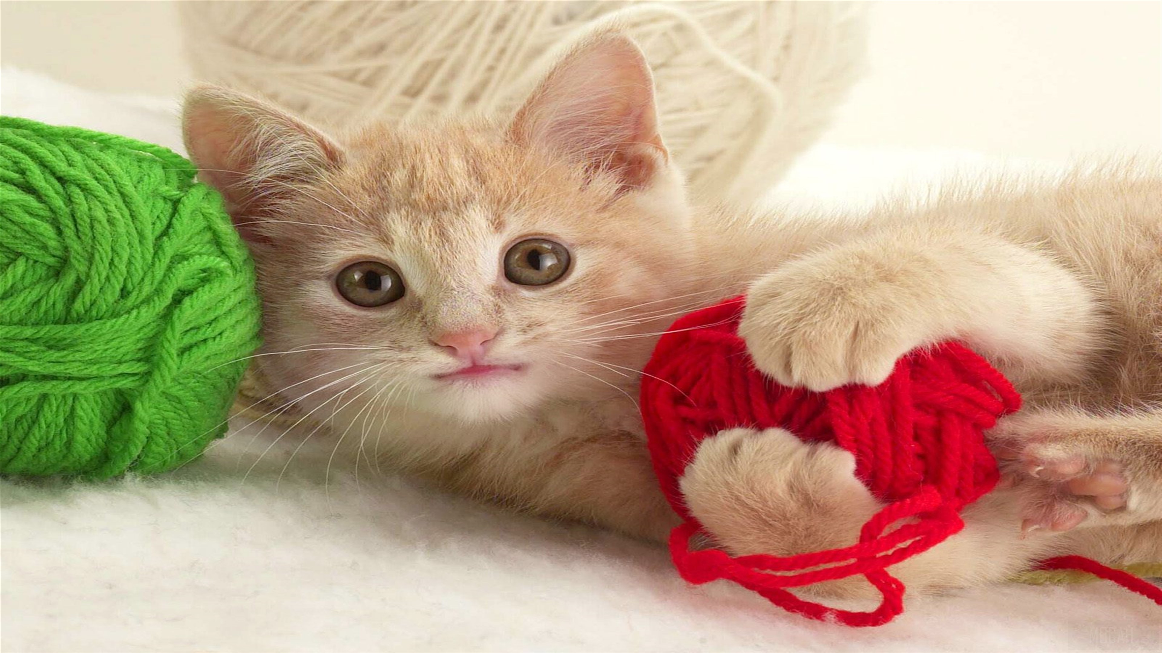 Playful Kitten with Yarn 4K HD Wallpaper