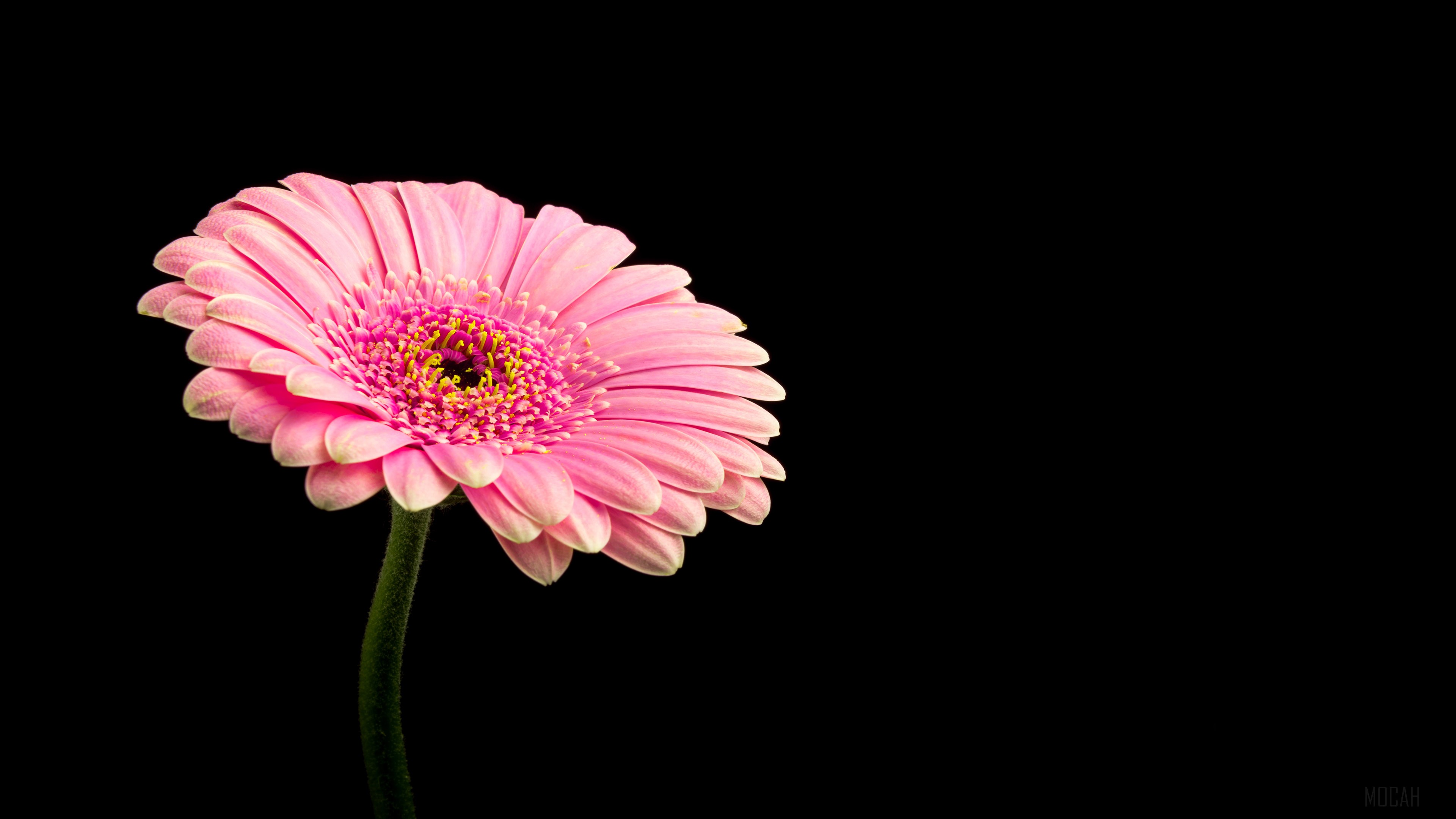 Pink Gerbera Daisy Flower 4K HD Wallpaper