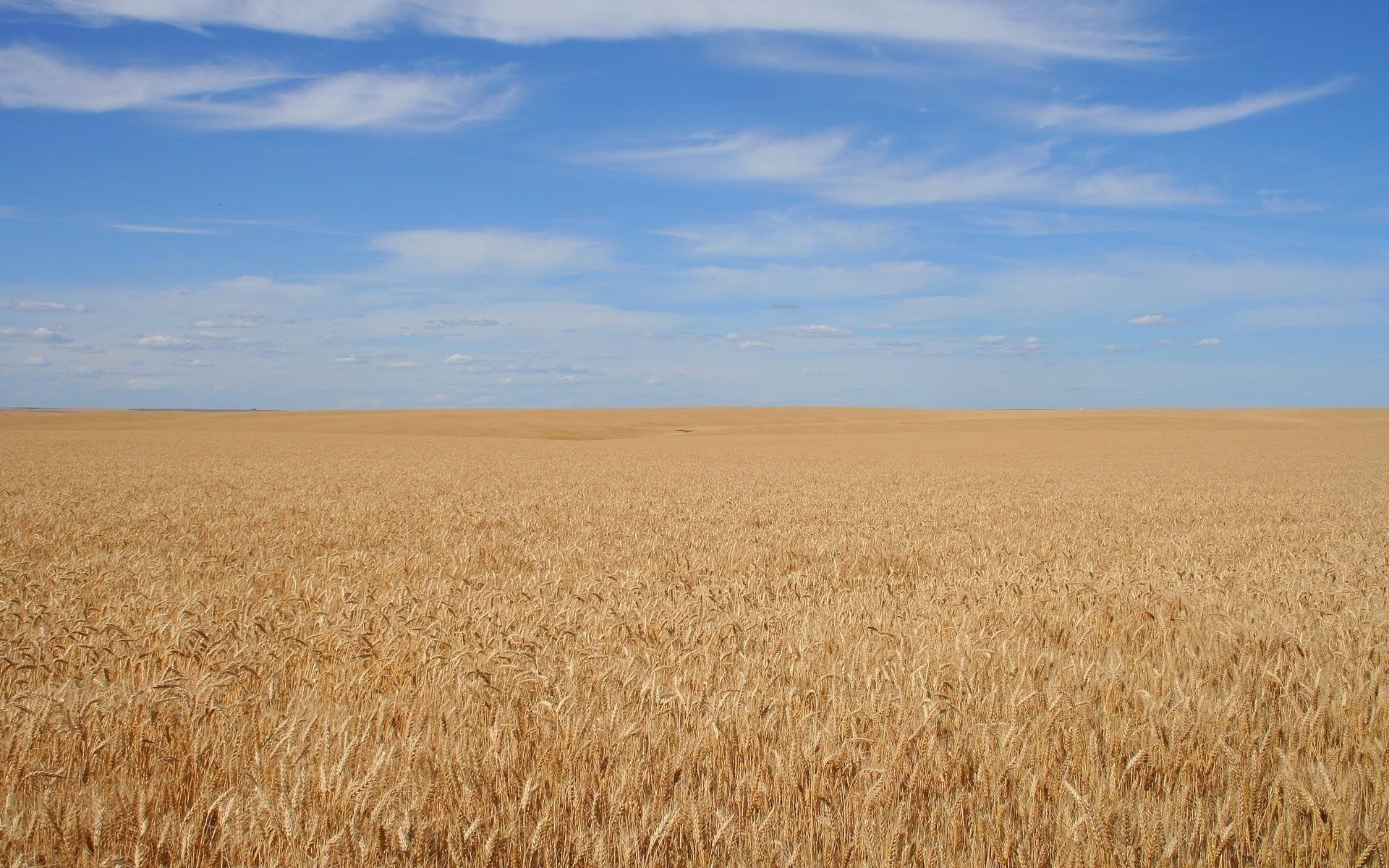 Golden wheat field under a blue sky HD Wallpaper