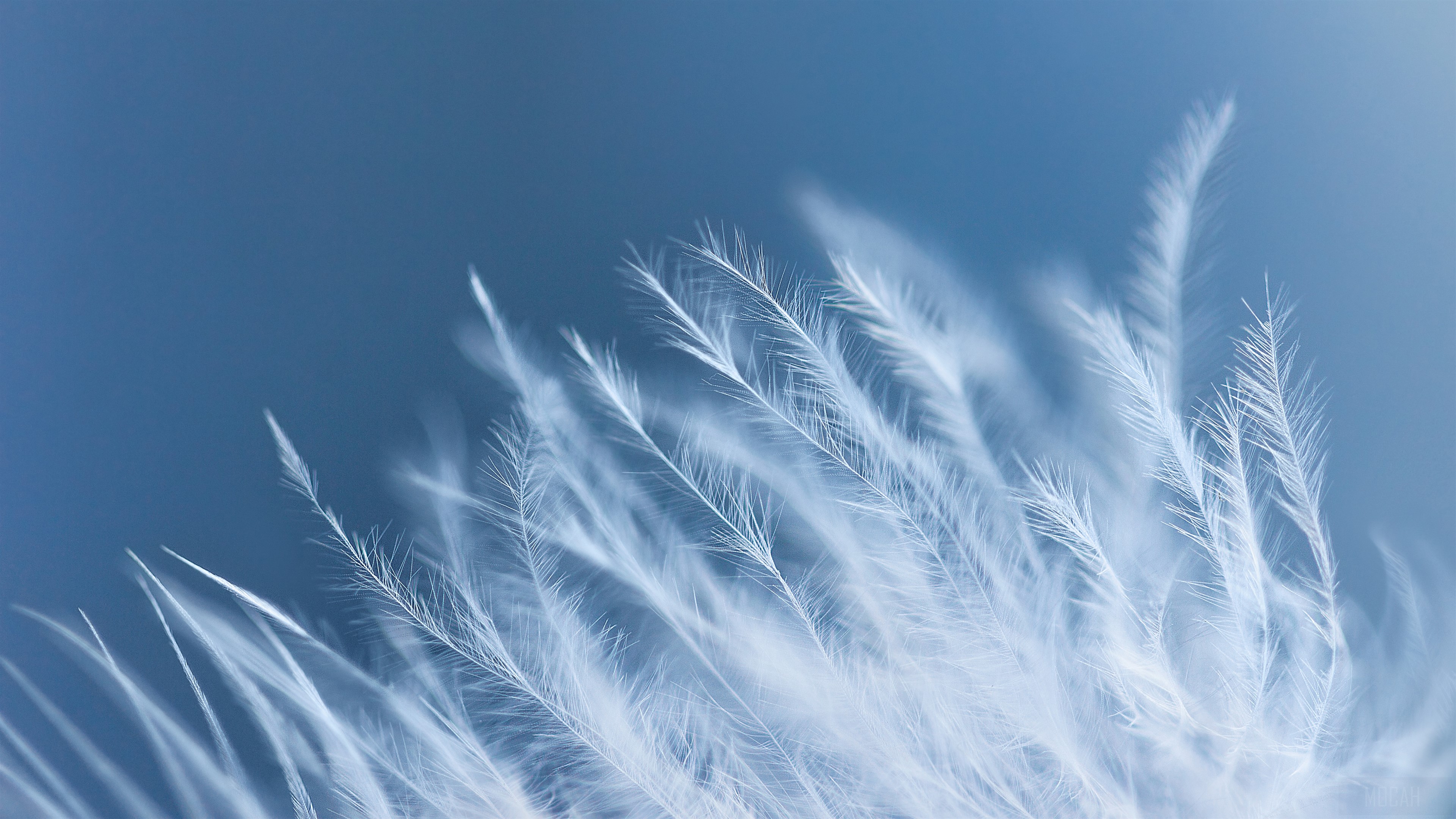 Macro view of white feathers on a blue background HD Wallpaper