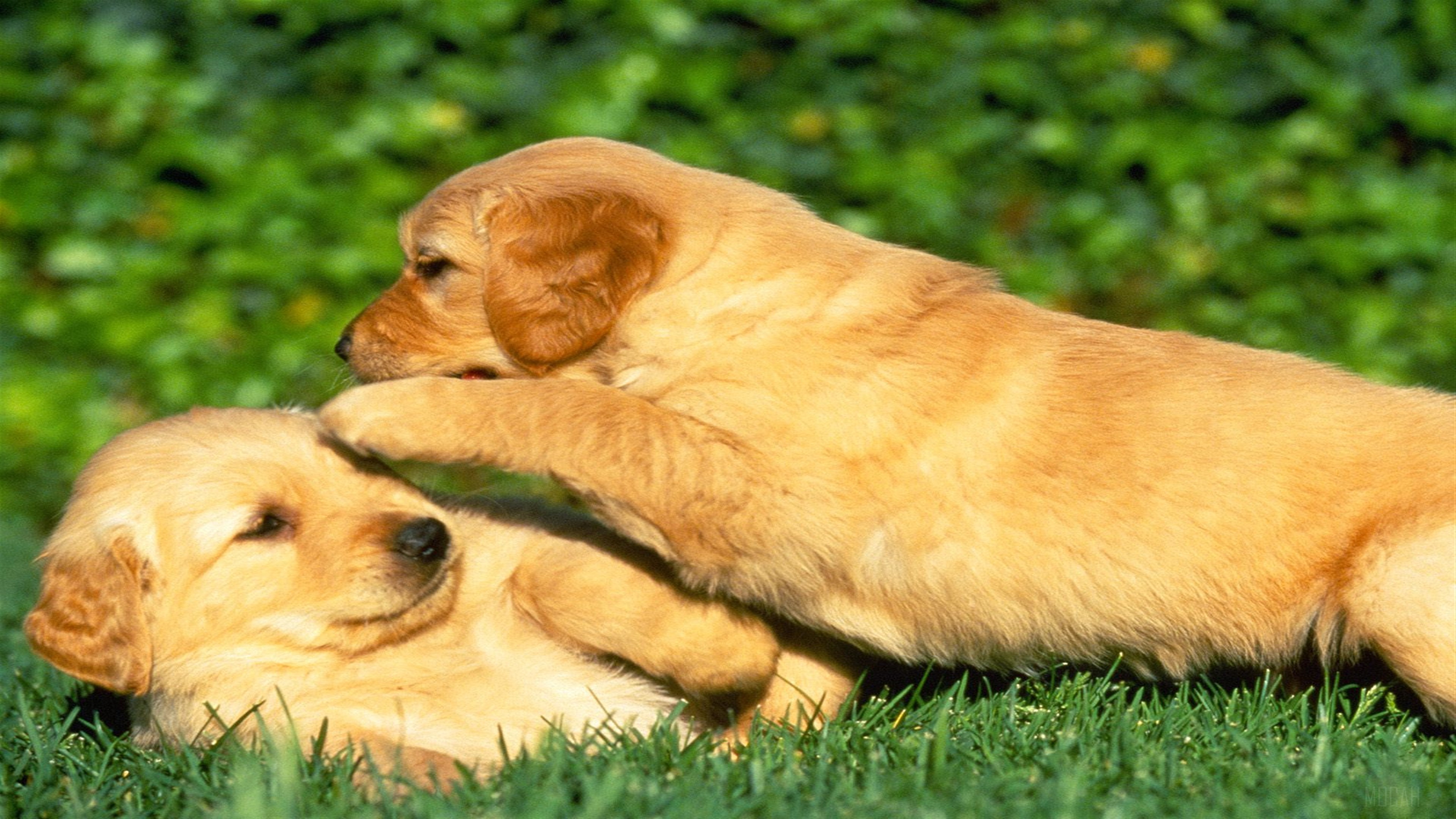 Two Golden Retriever Puppies Playing in Grass 4K HD Wallpaper