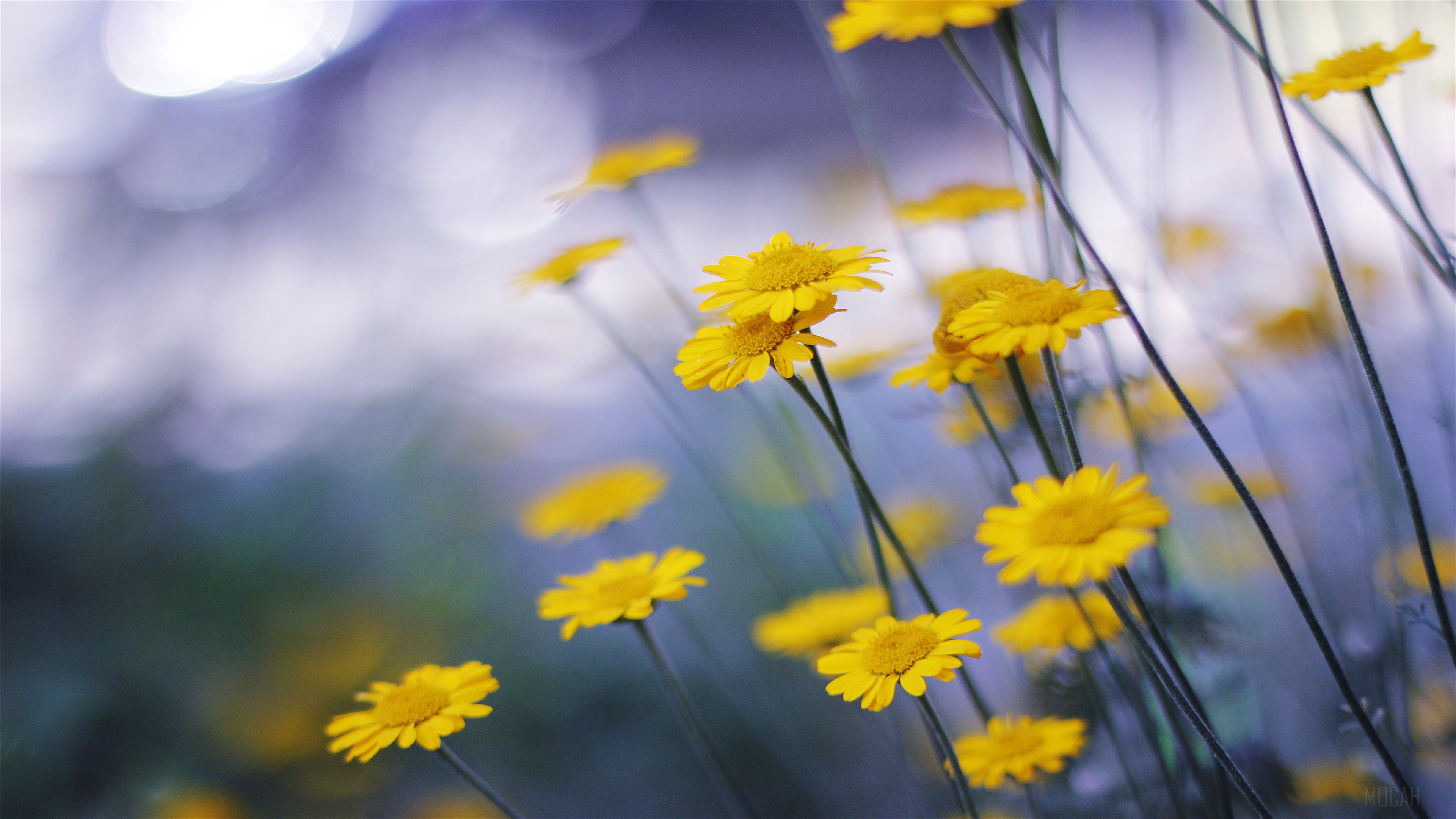 Yellow Chamomile Flowers in Soft Light 4K HD Wallpaper