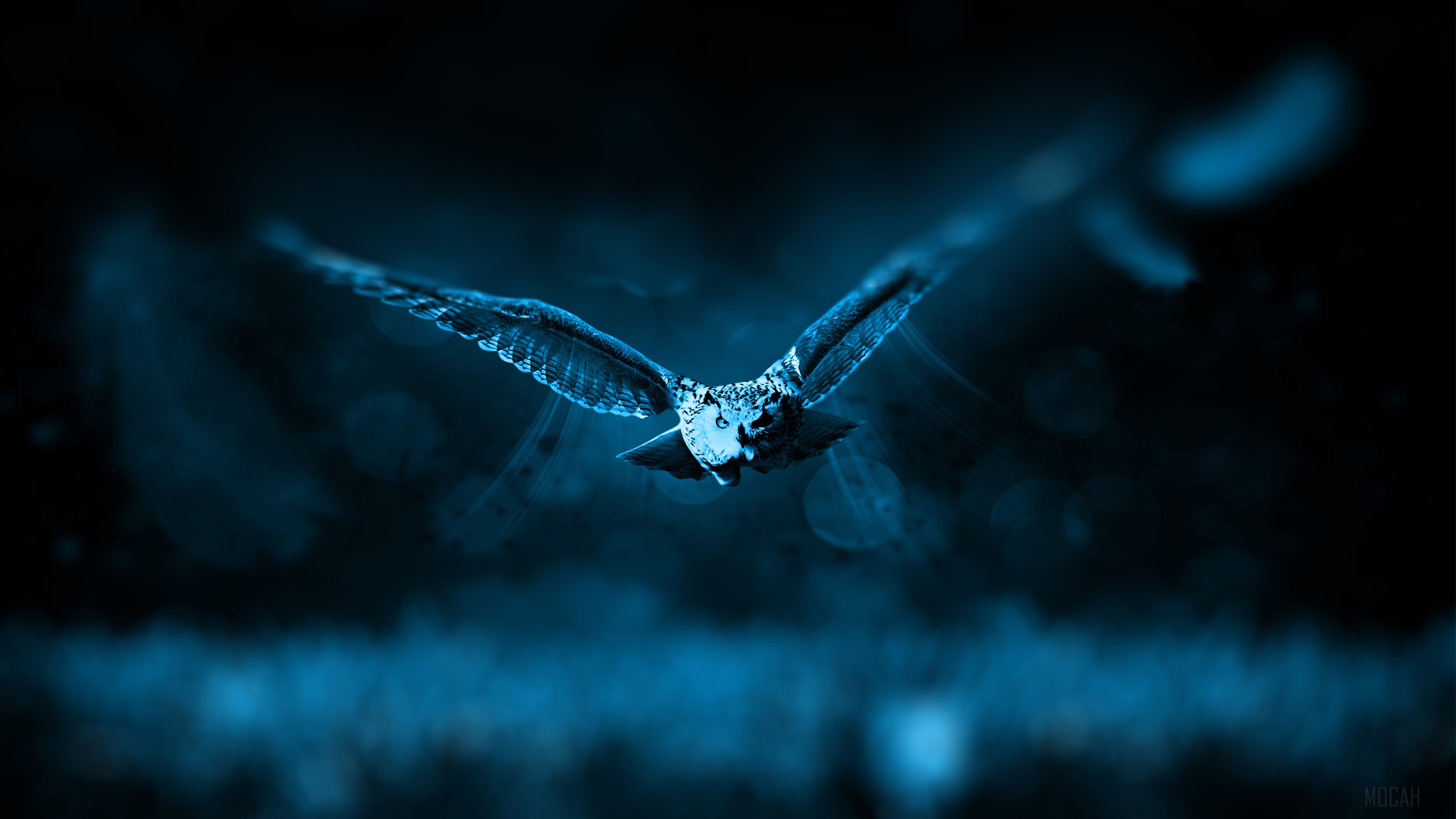 Night Owl in Flight 4K HD Wallpaper
