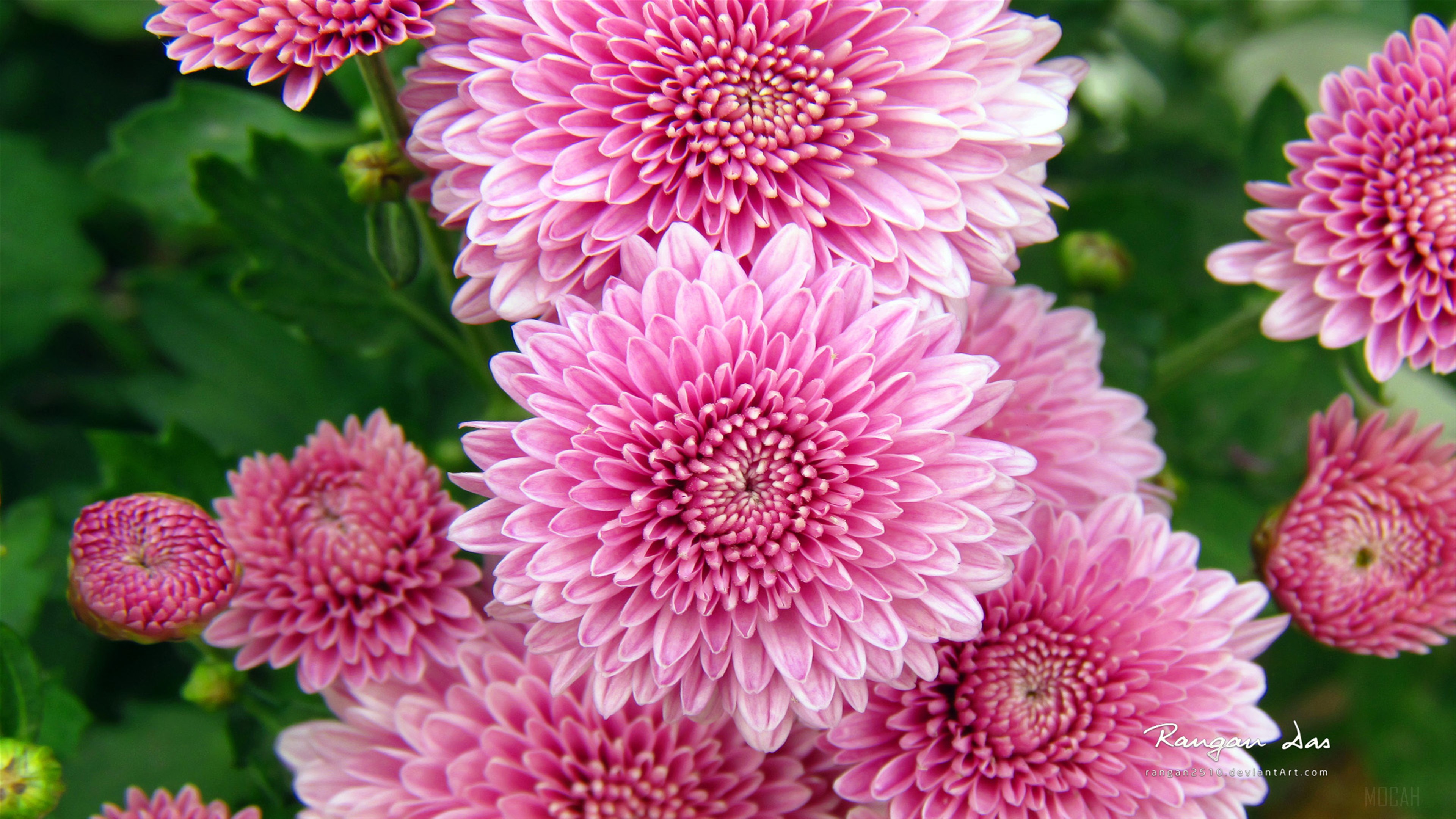 Pink Chrysanthemum Flowers 4K HD Wallpaper
