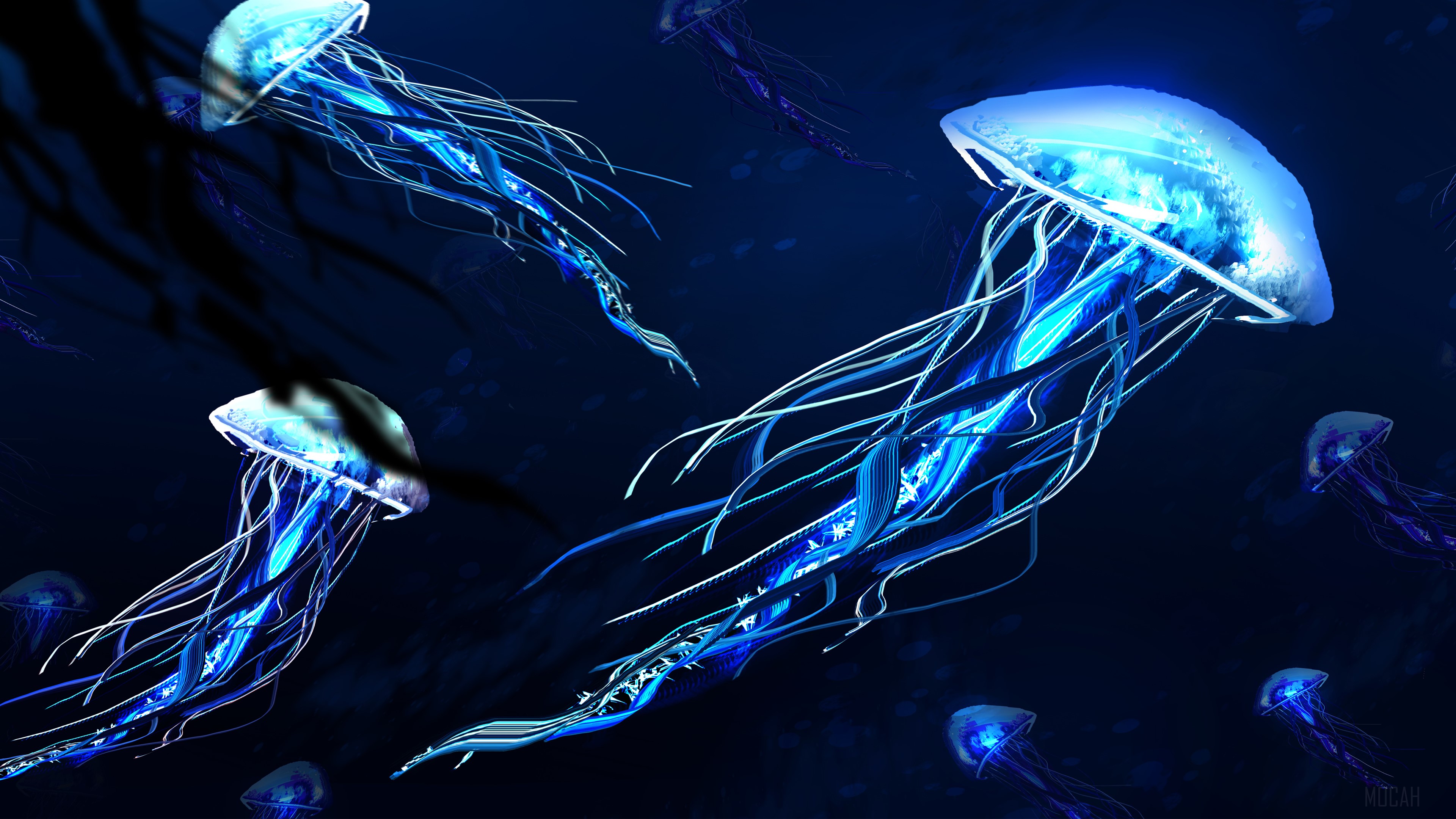 Several glowing blue jellyfish in dark water 4K HD Wallpaper