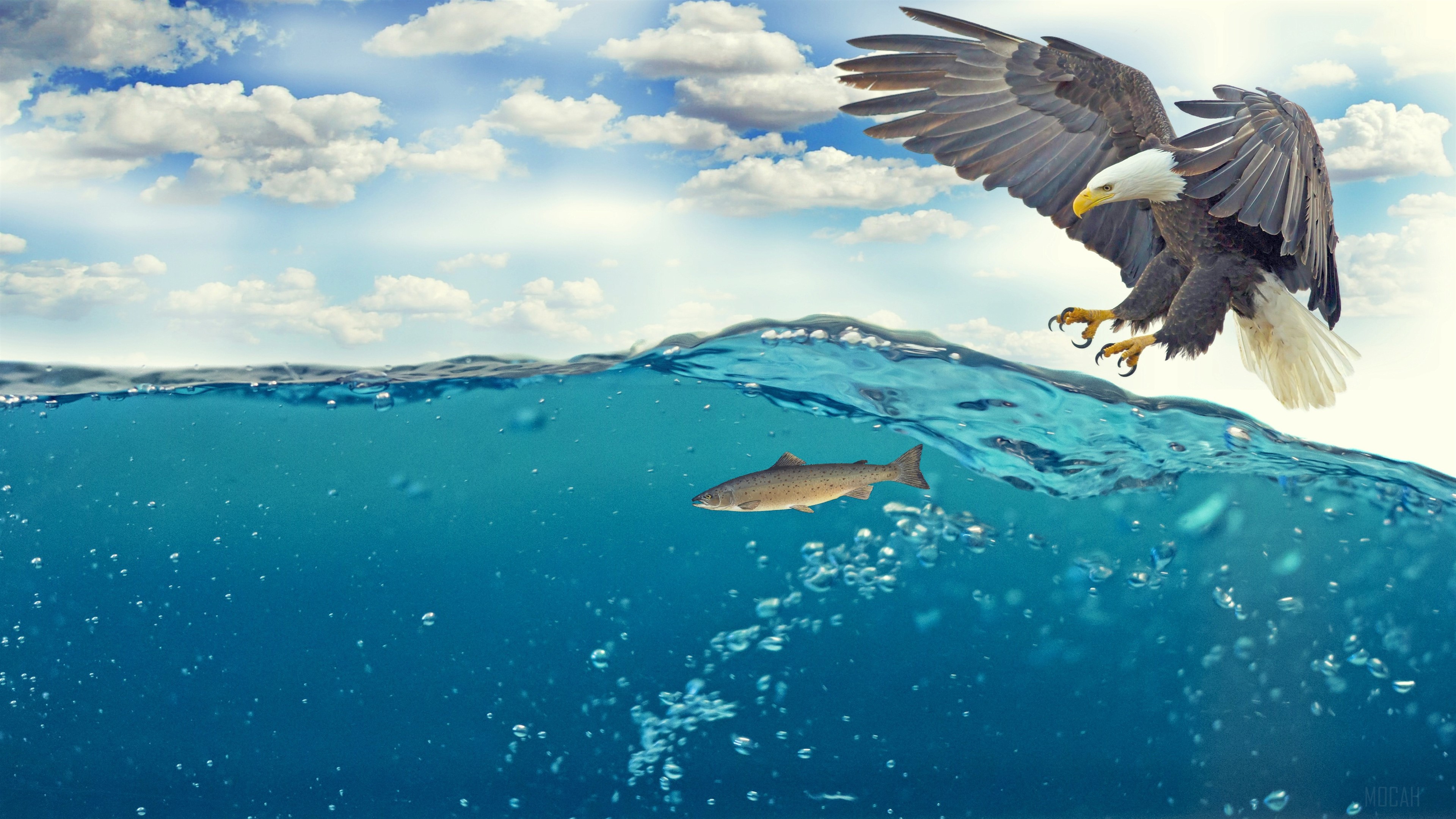 Eagle Hunting Fish Underwater 4K HD Wallpaper