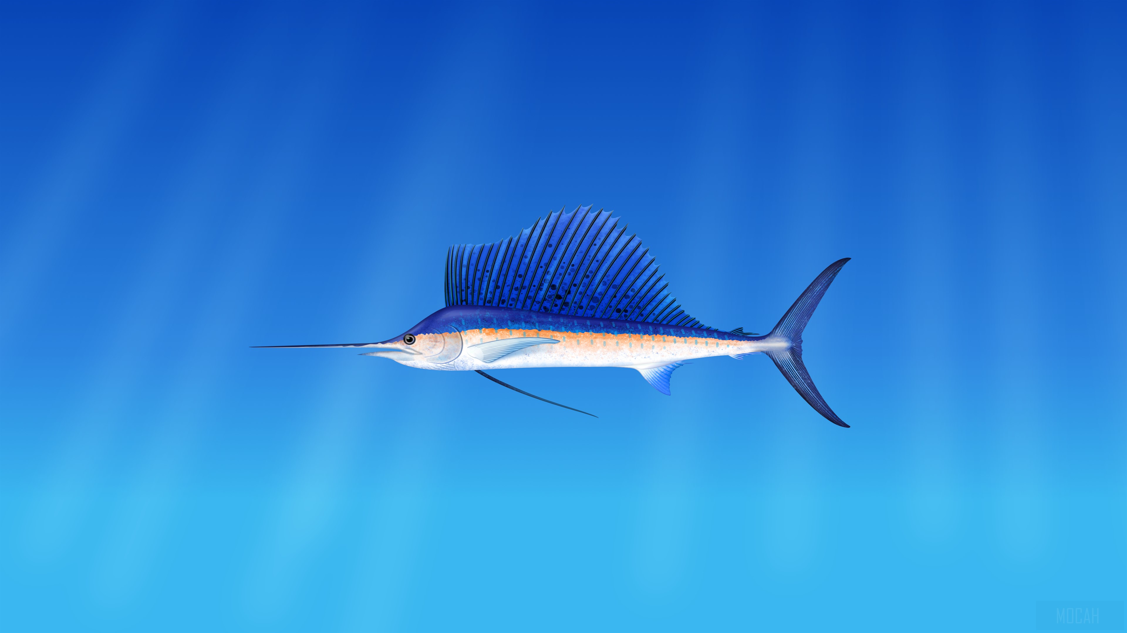 Sailfish swimming underwater HD Wallpaper