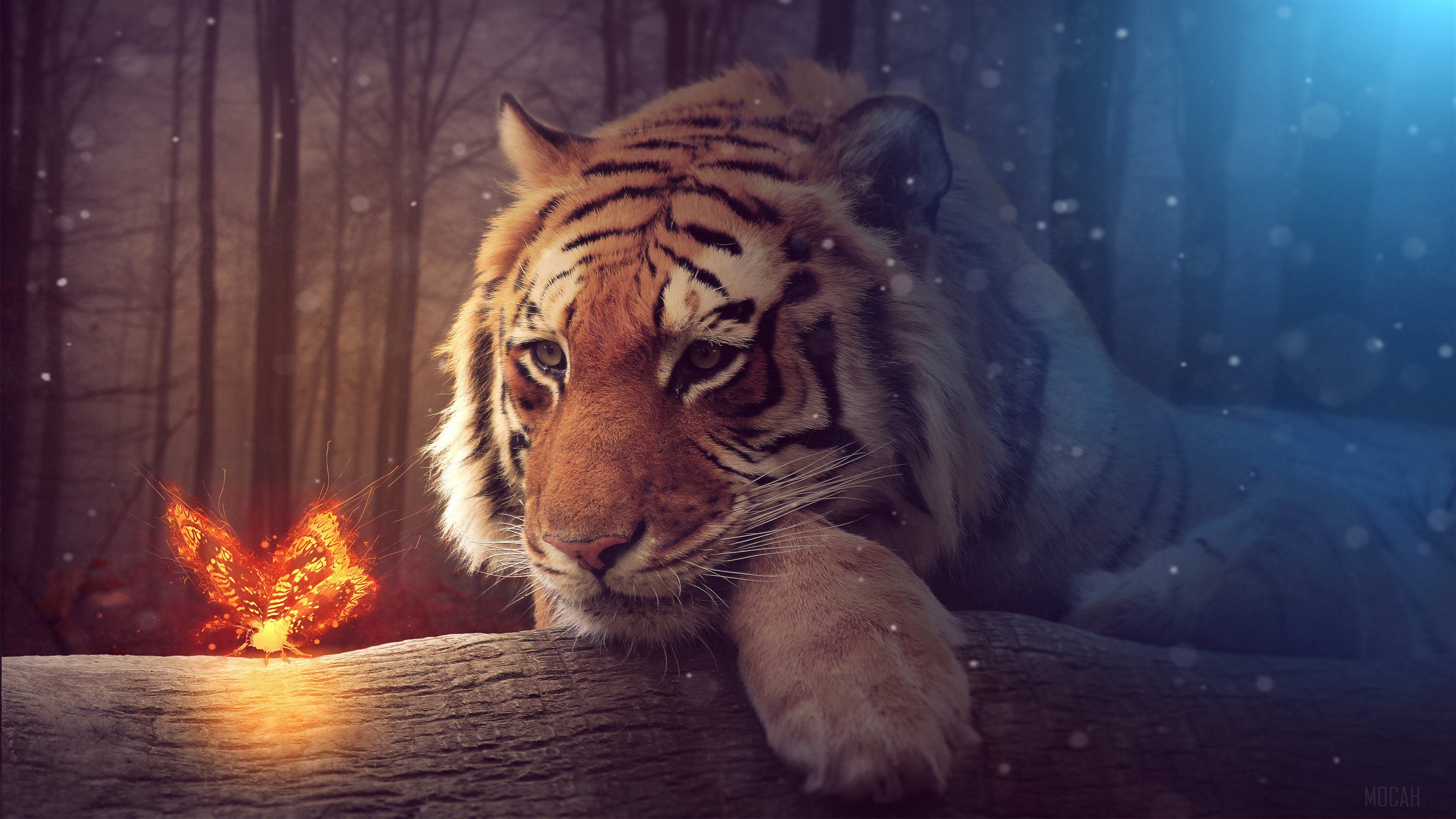 Tiger and glowing butterfly in forest 4K HD Wallpaper