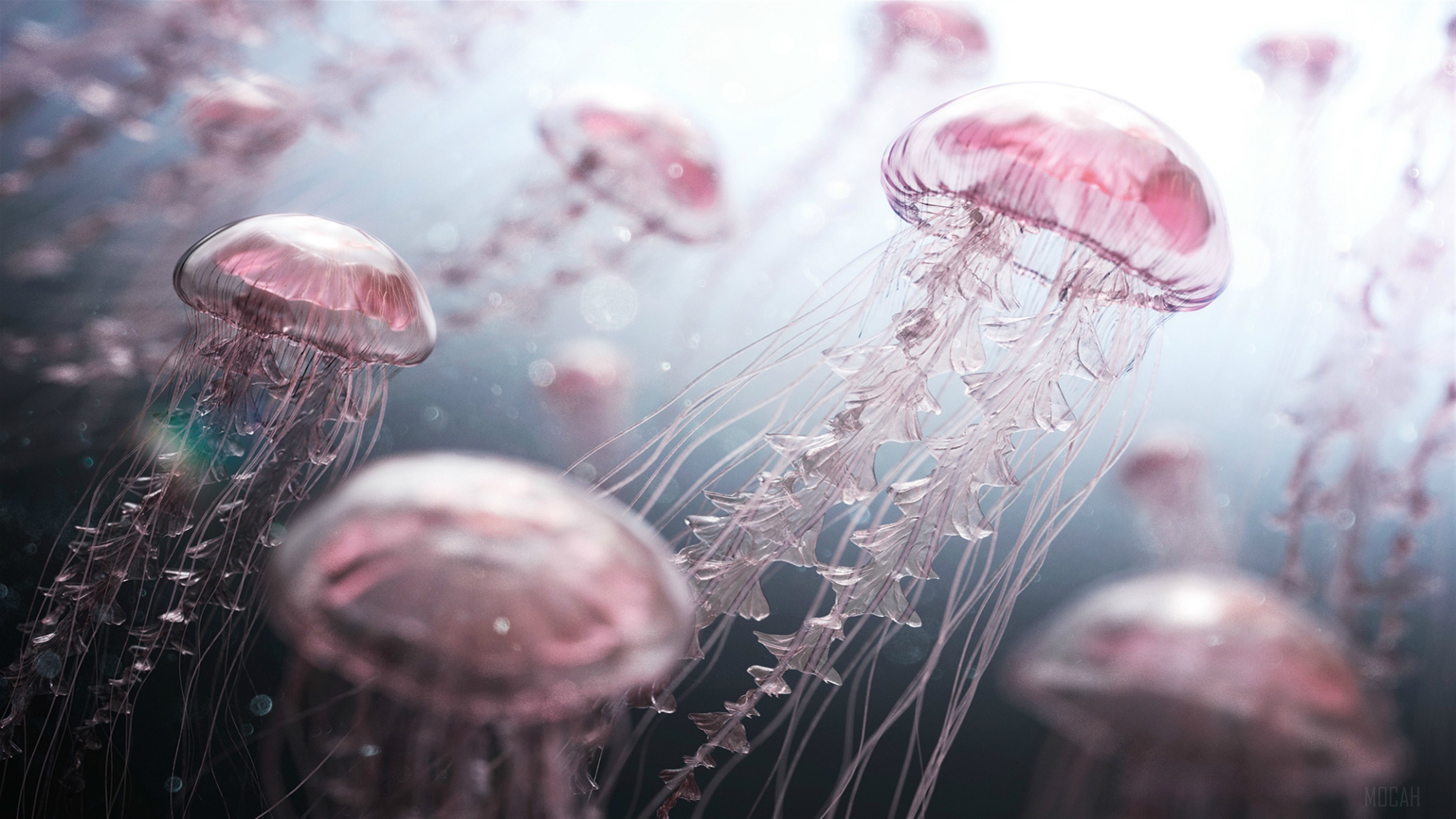 Jellyfish Digital Artwork HD Wallpaper