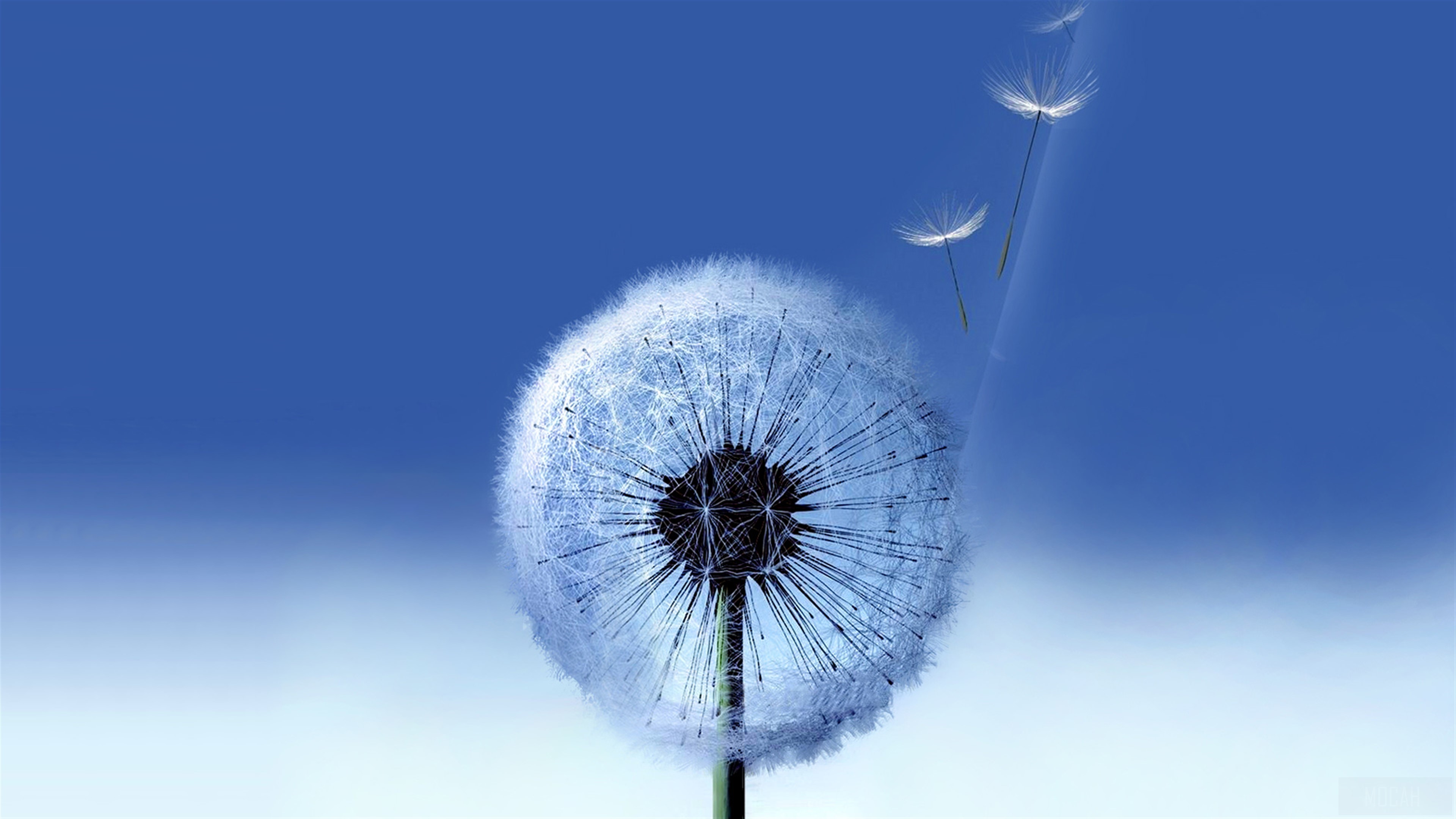 Dandelion seeds blowing in the wind, Samsung Galaxy S3 4K HD Wallpaper