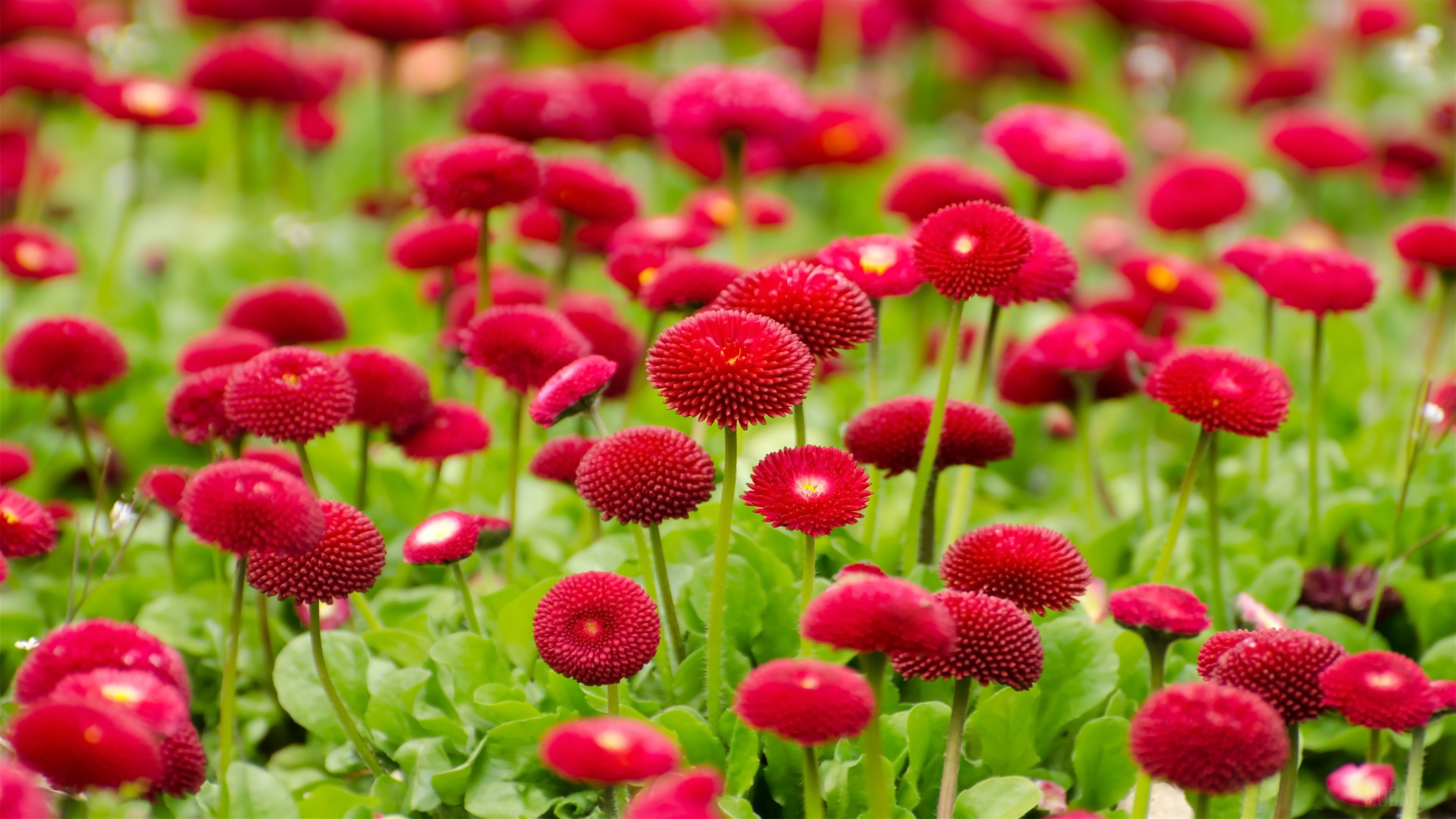 Field of Red Bellis Perennis Flowers 4K HD Wallpaper