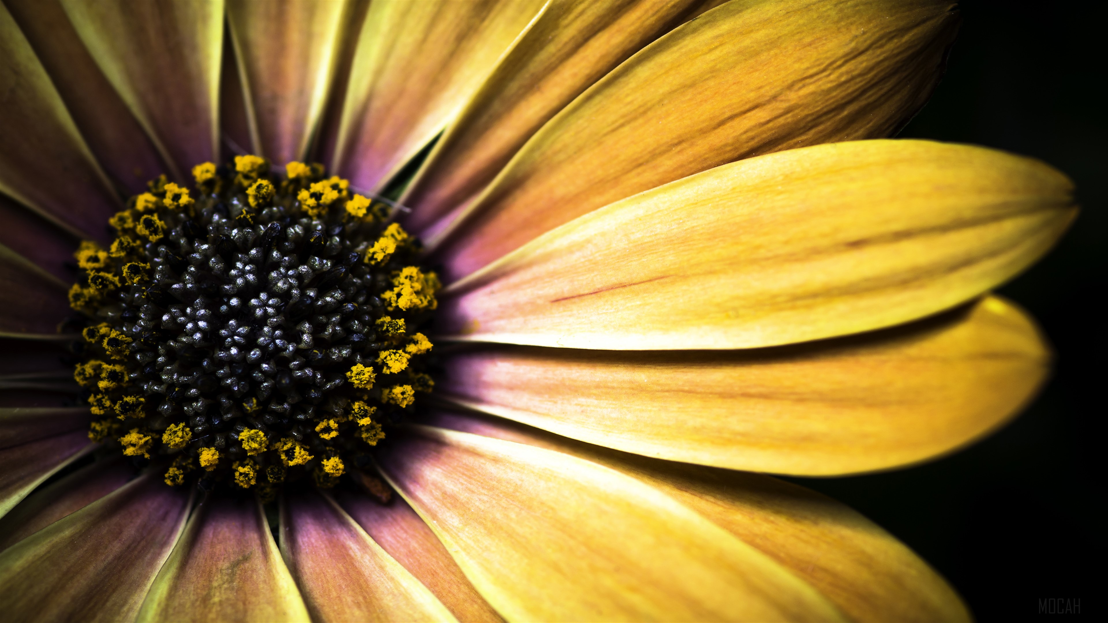 Golden Shasta Daisy HD Wallpaper