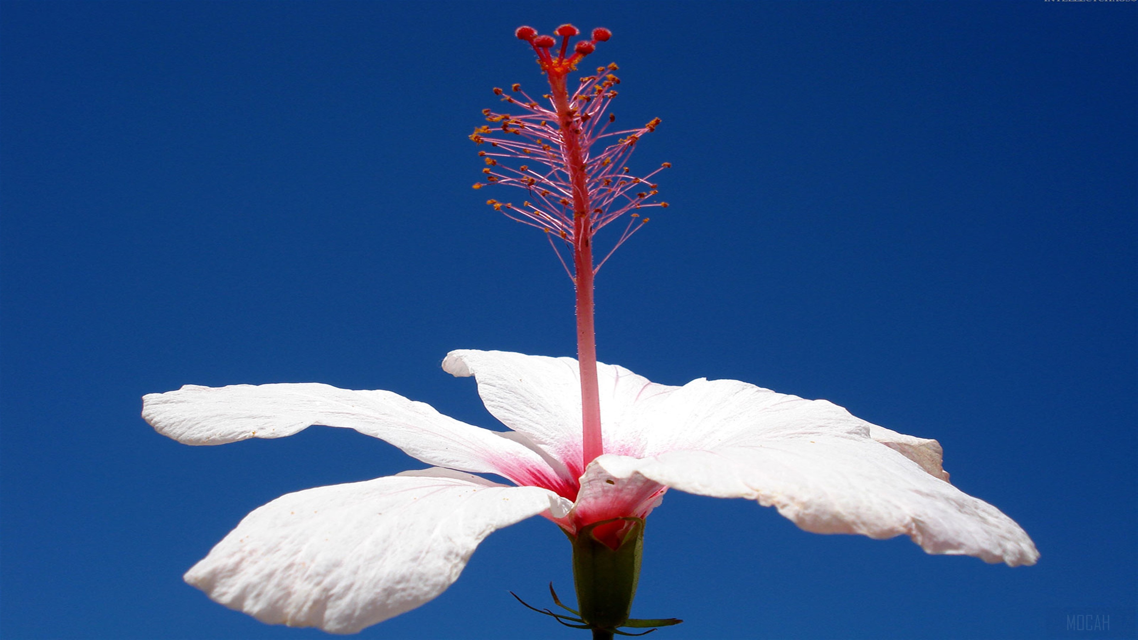 Single White Hibiscus Flower 4K HD Wallpaper