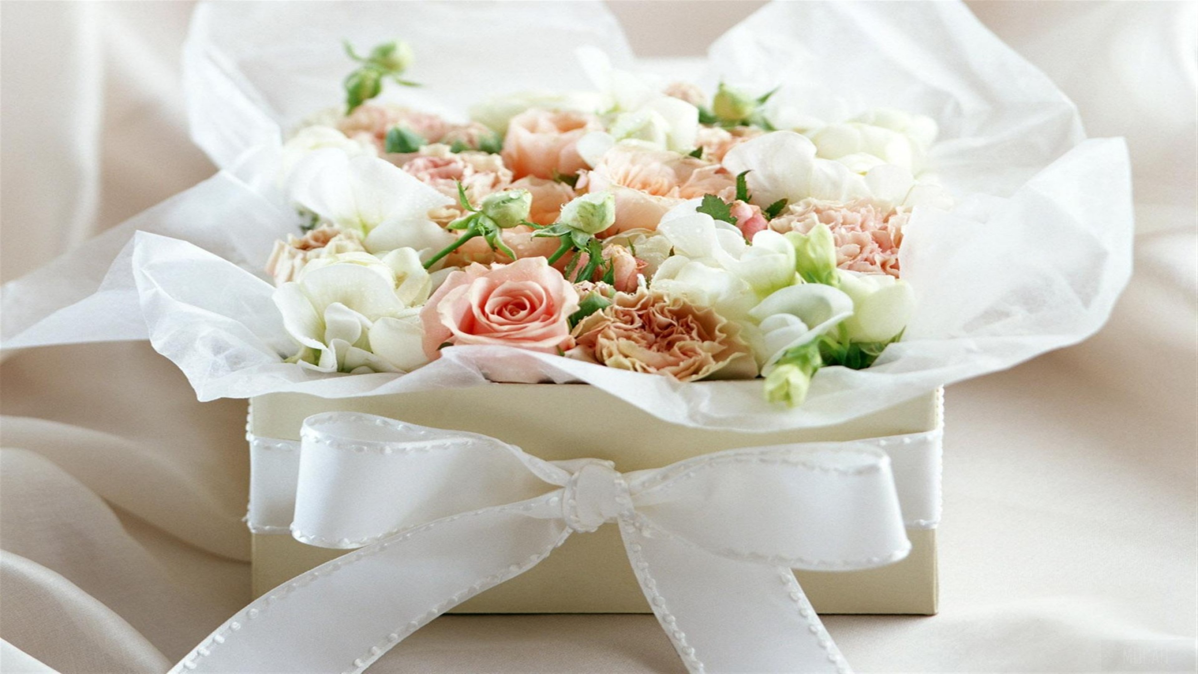 White Rose Flowers HD Wallpaper