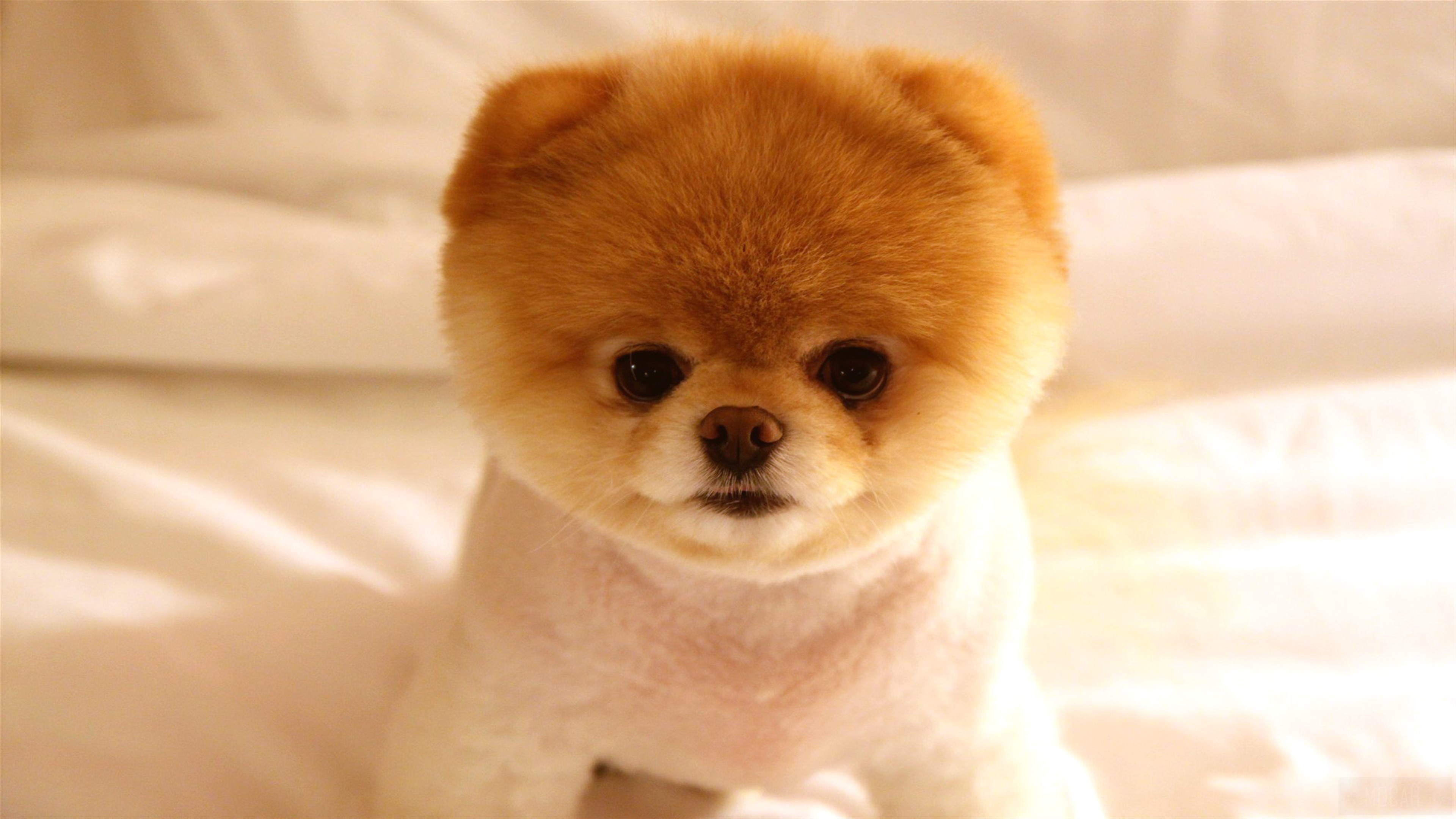 Cute Dog Boo HD Wallpaper