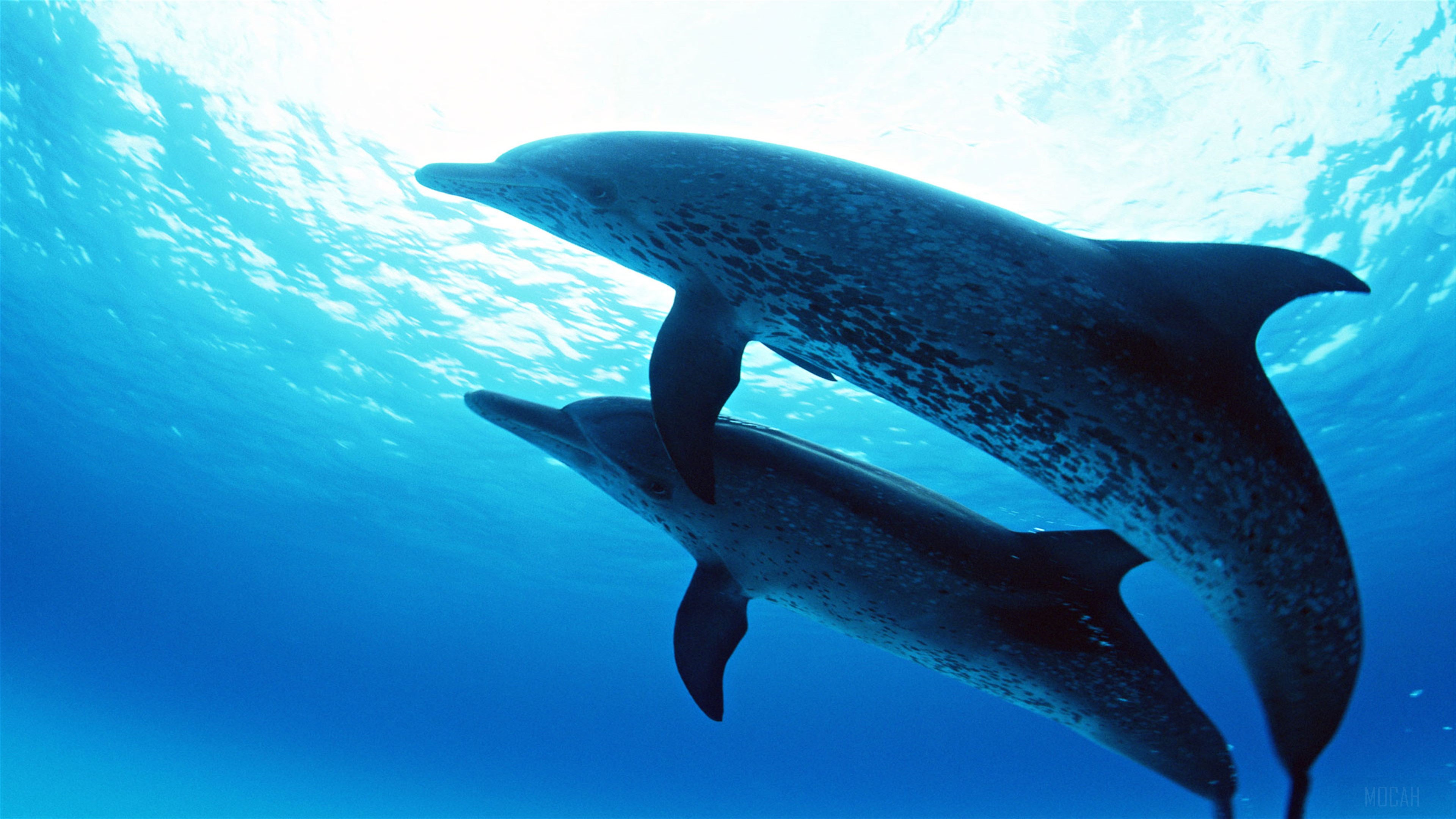 Two Dolphins Swimming Underwater 4K HD Wallpaper